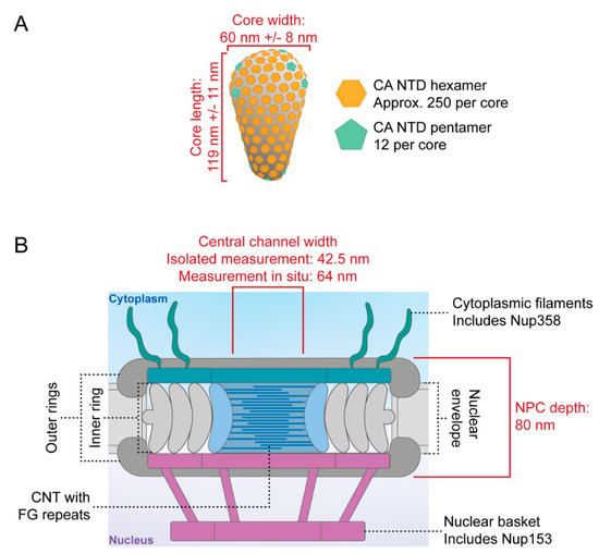 Viruses 13 01425 g001