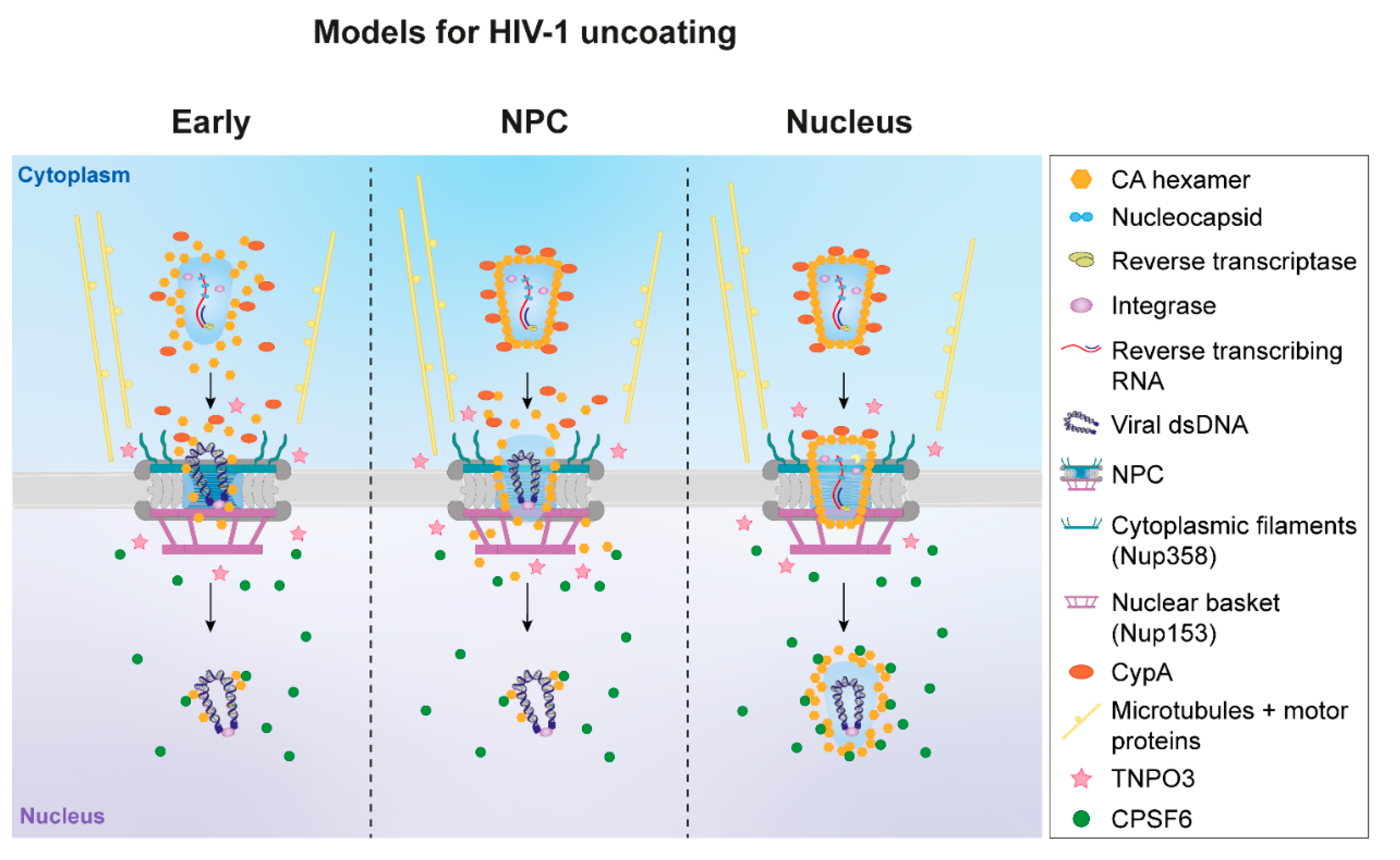 Viruses 13 01425 g002