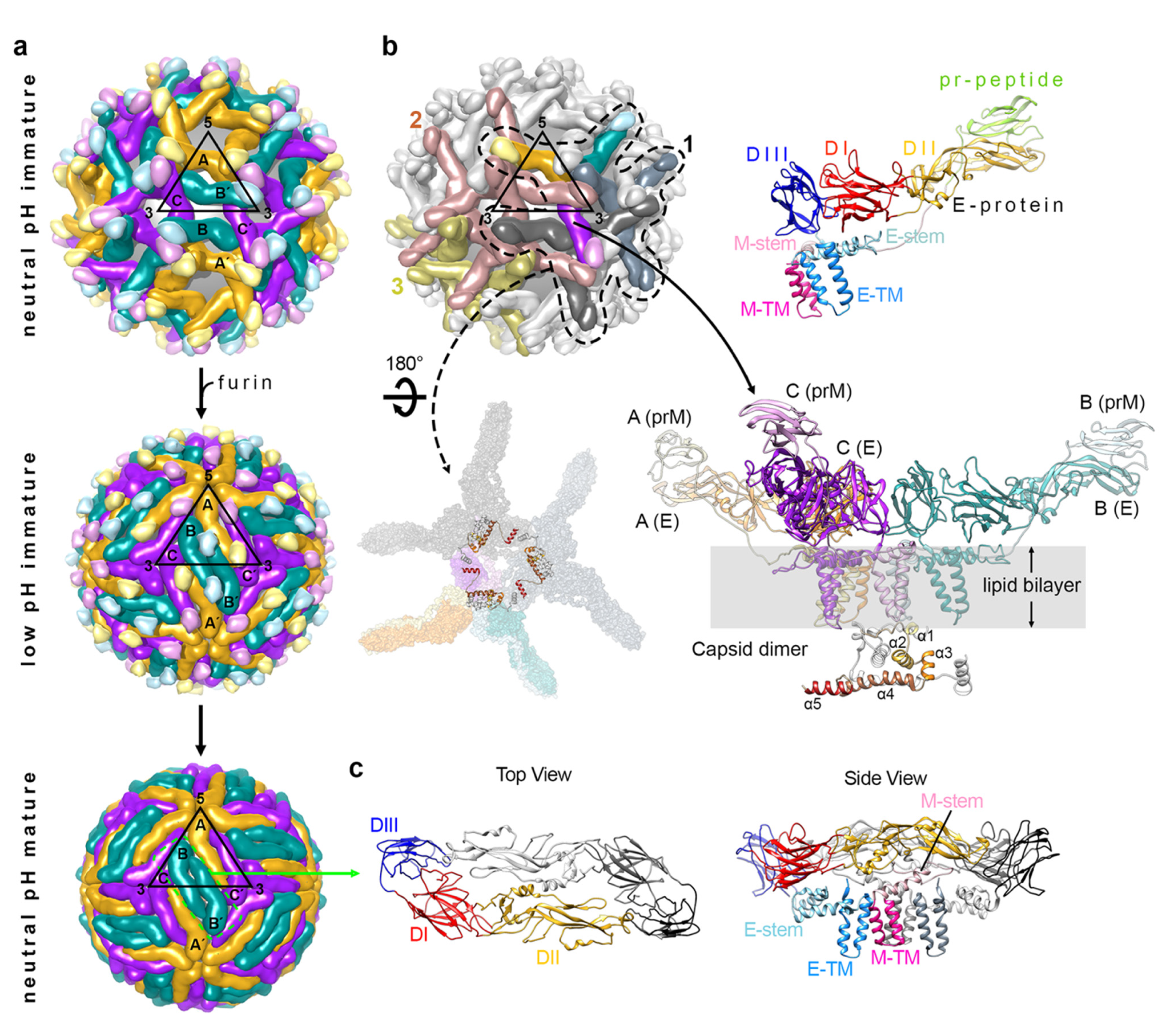 Viruses 13 01446 g001 Viruses 13 01446 g001