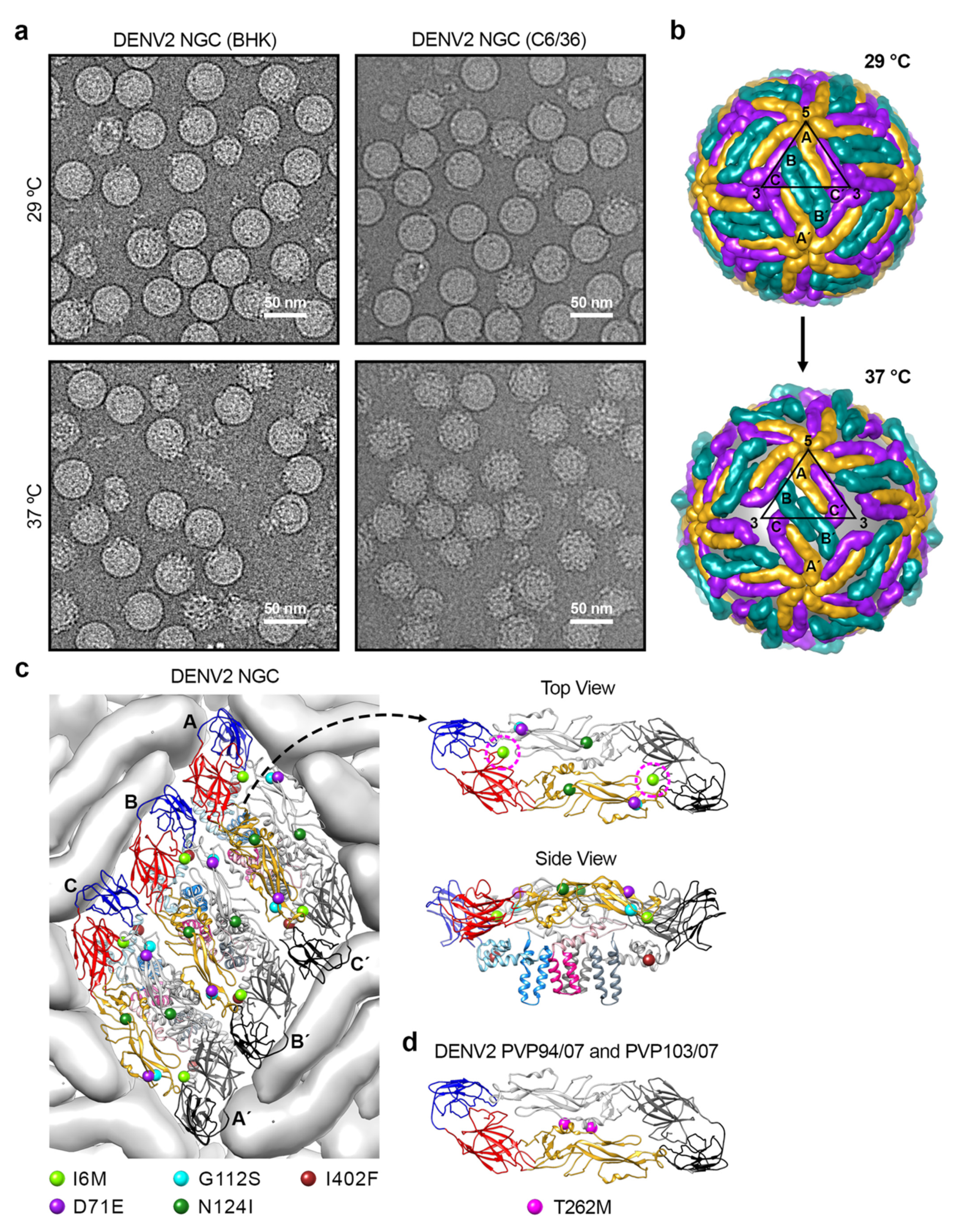Viruses 13 01446 g002 Viruses 13 01446 g002