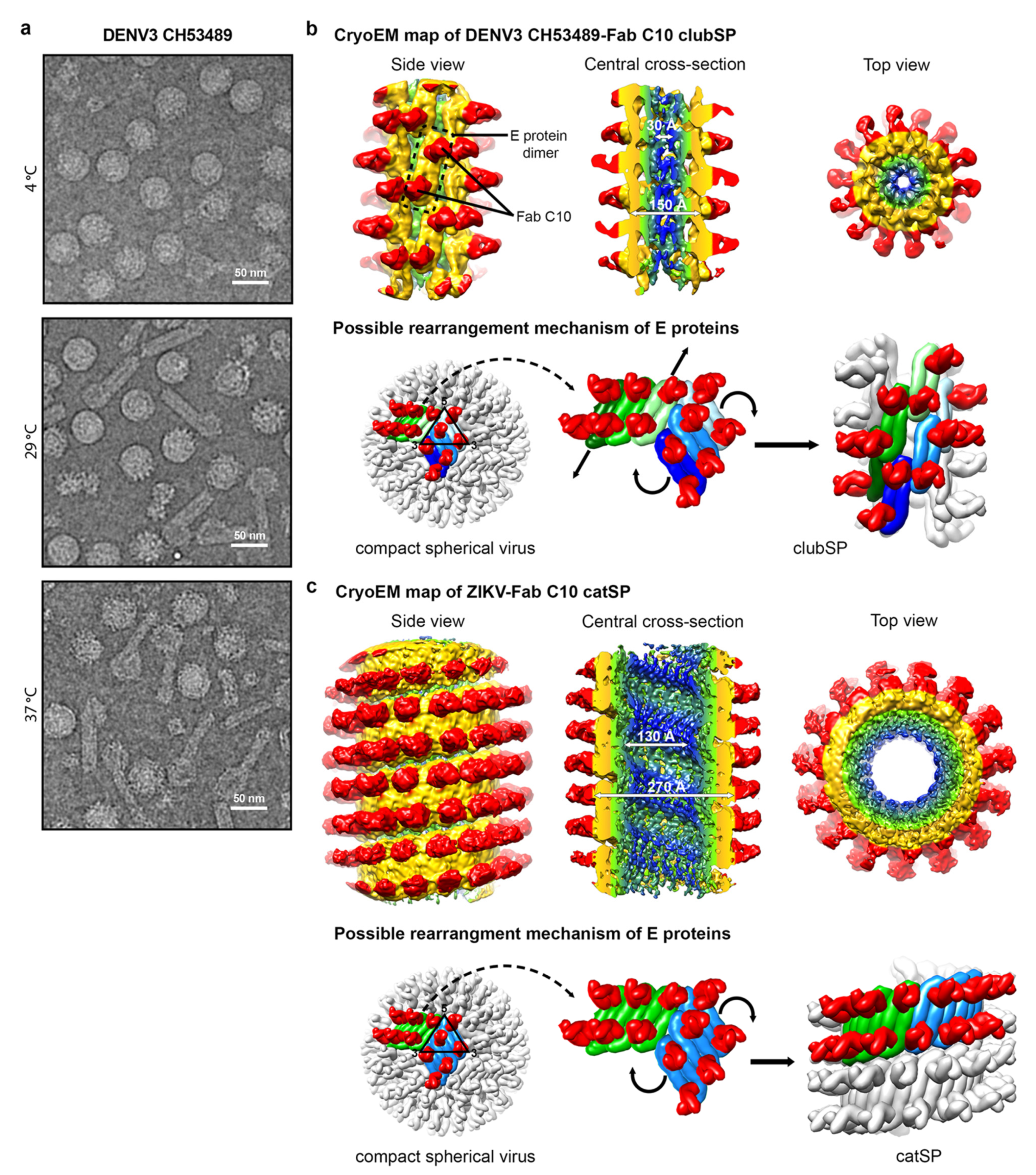 Viruses 13 01446 g003 Viruses 13 01446 g003