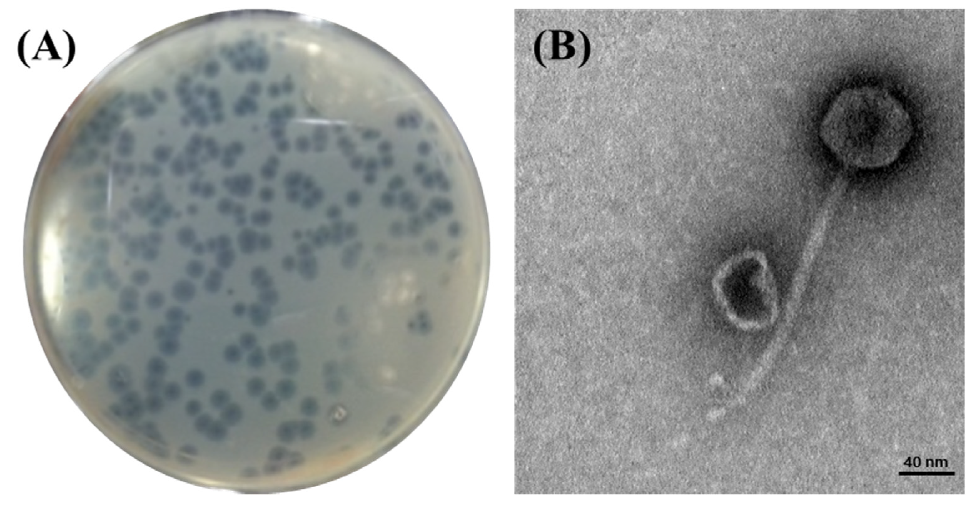 Viruses 13 01469 g001