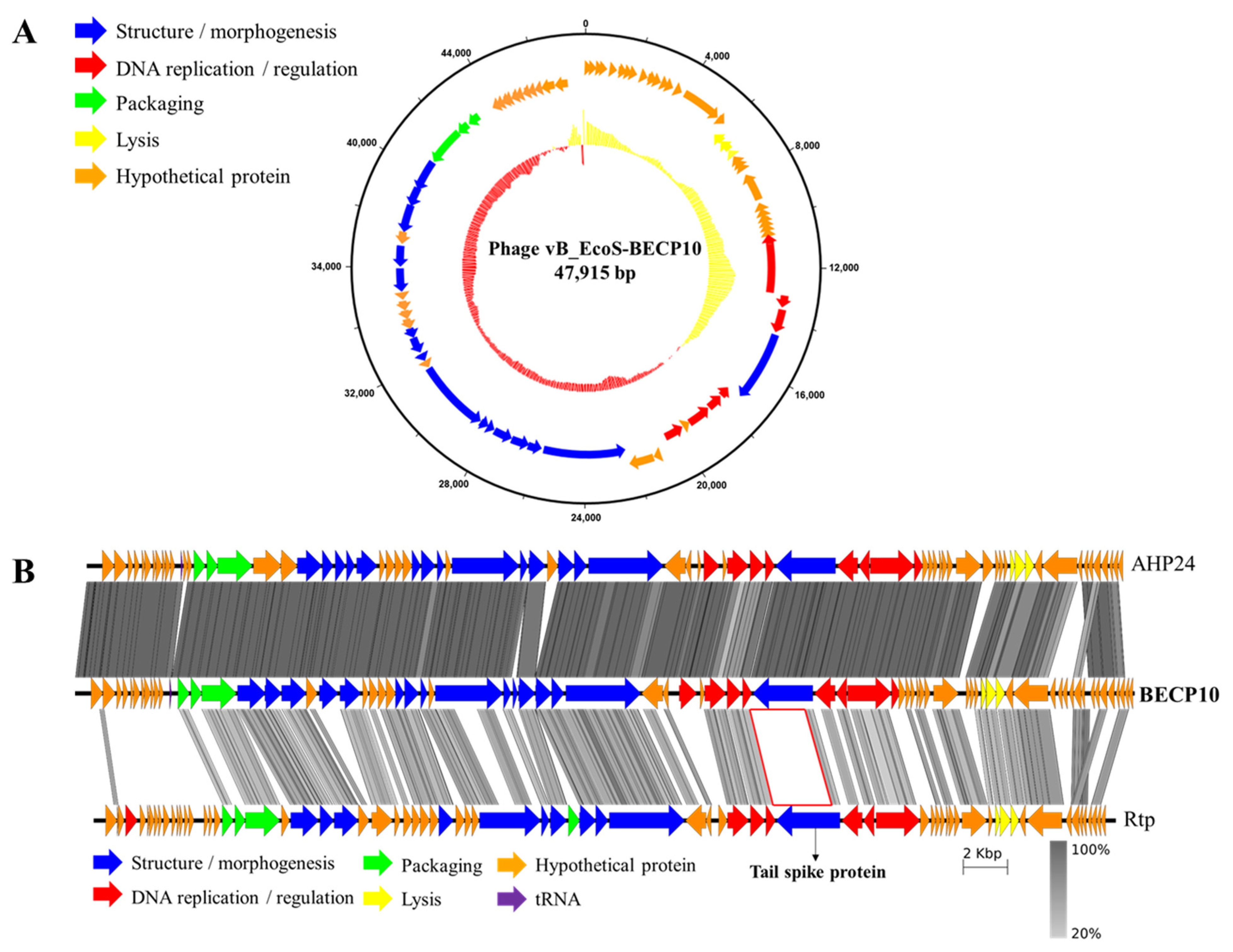 Viruses 13 01469 g002