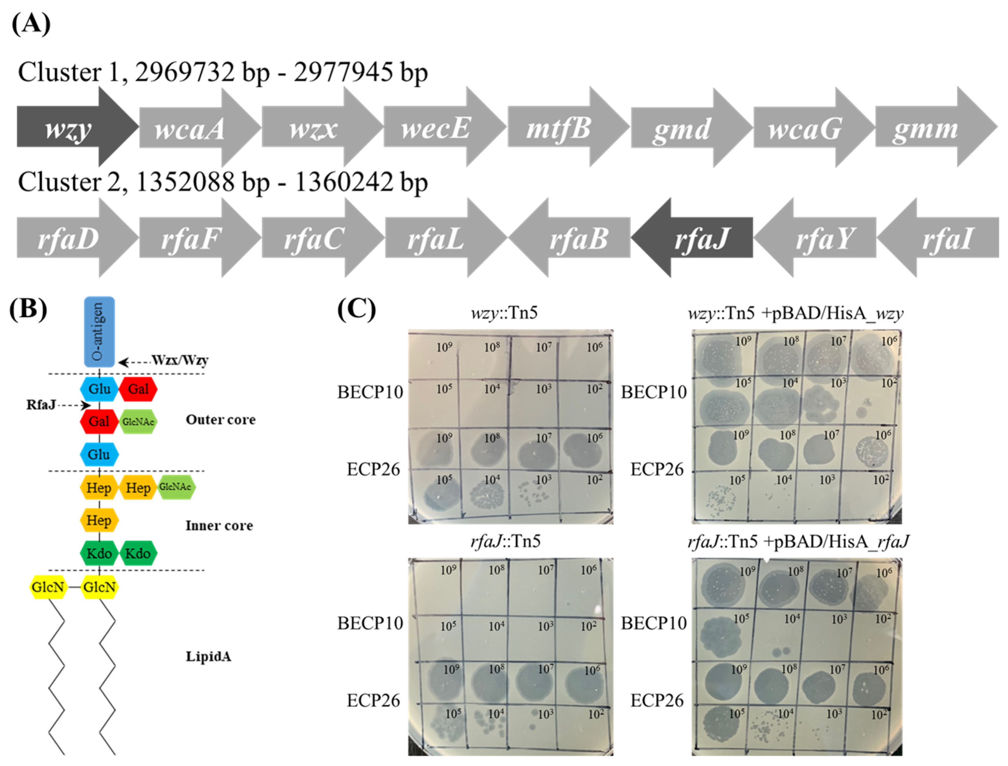 Viruses 13 01469 g004