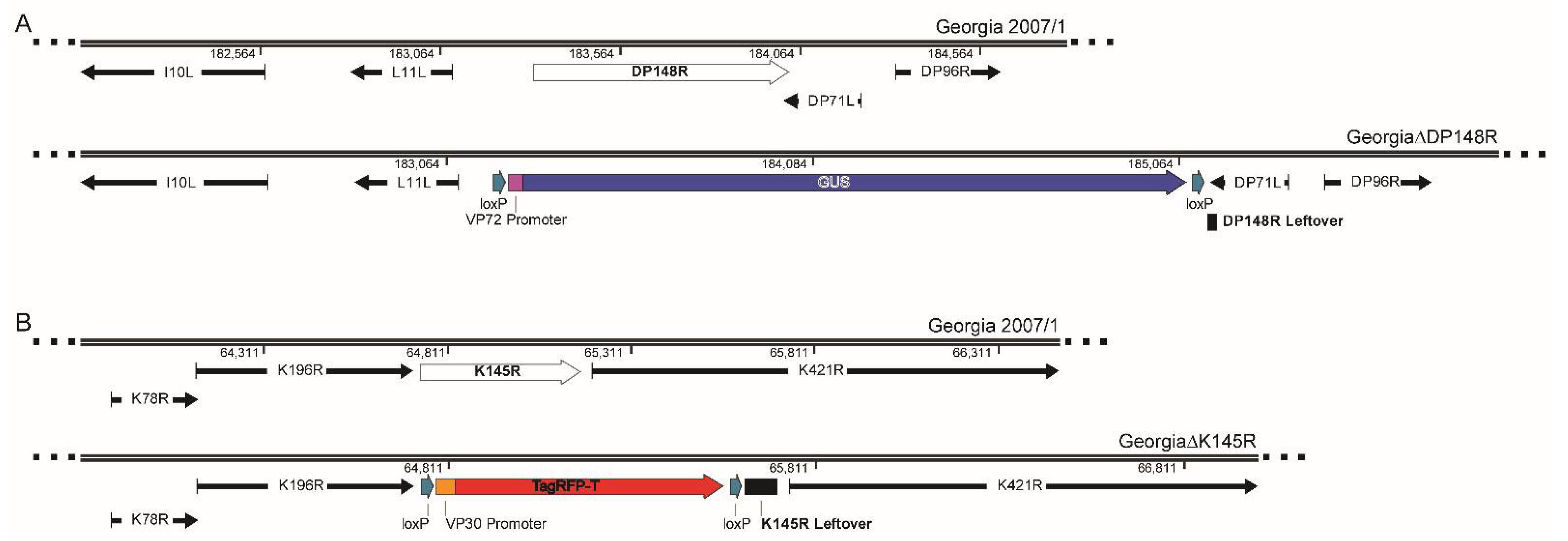 Viruses 13 01473 g001
