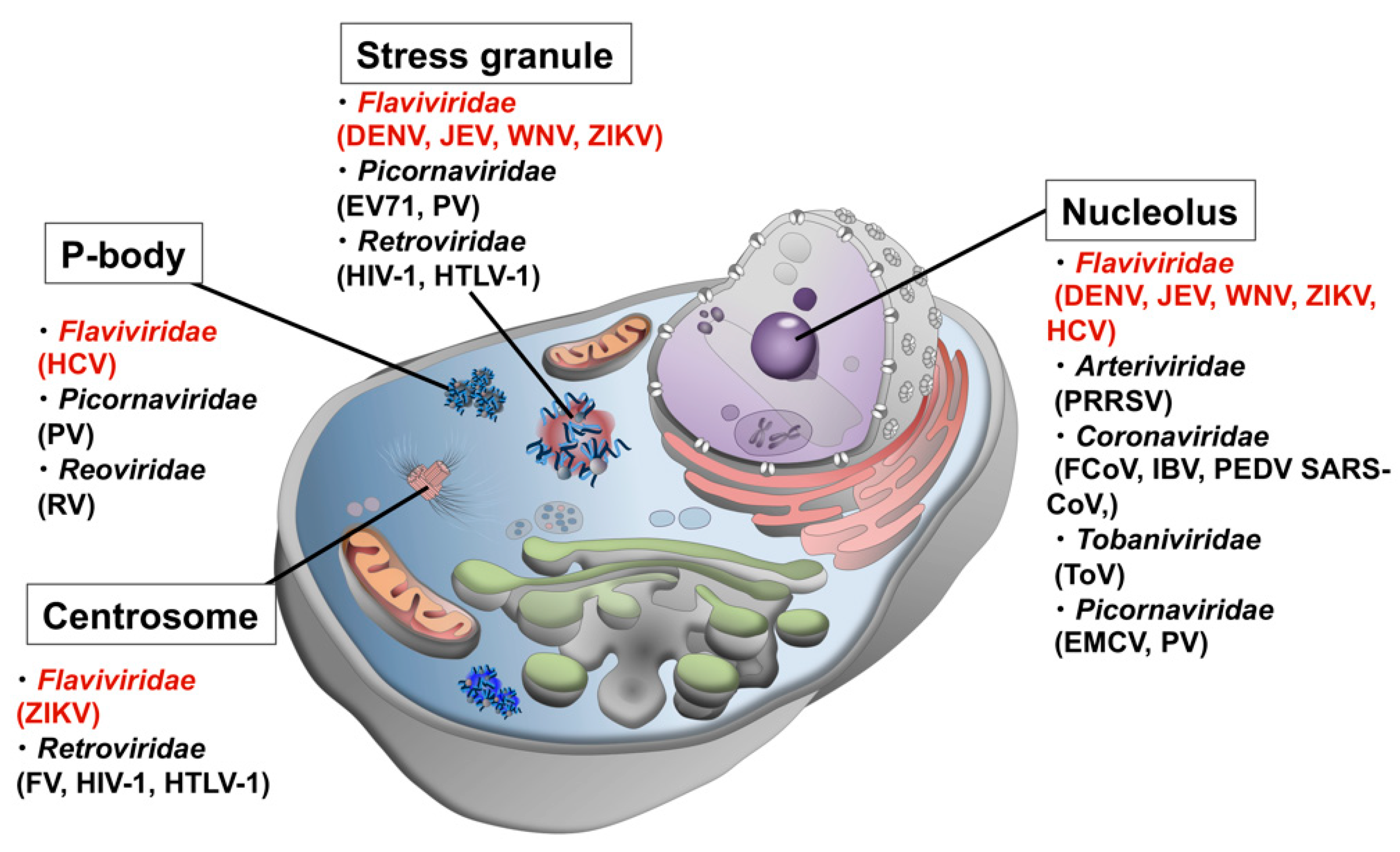 Viruses 13 01479 g001