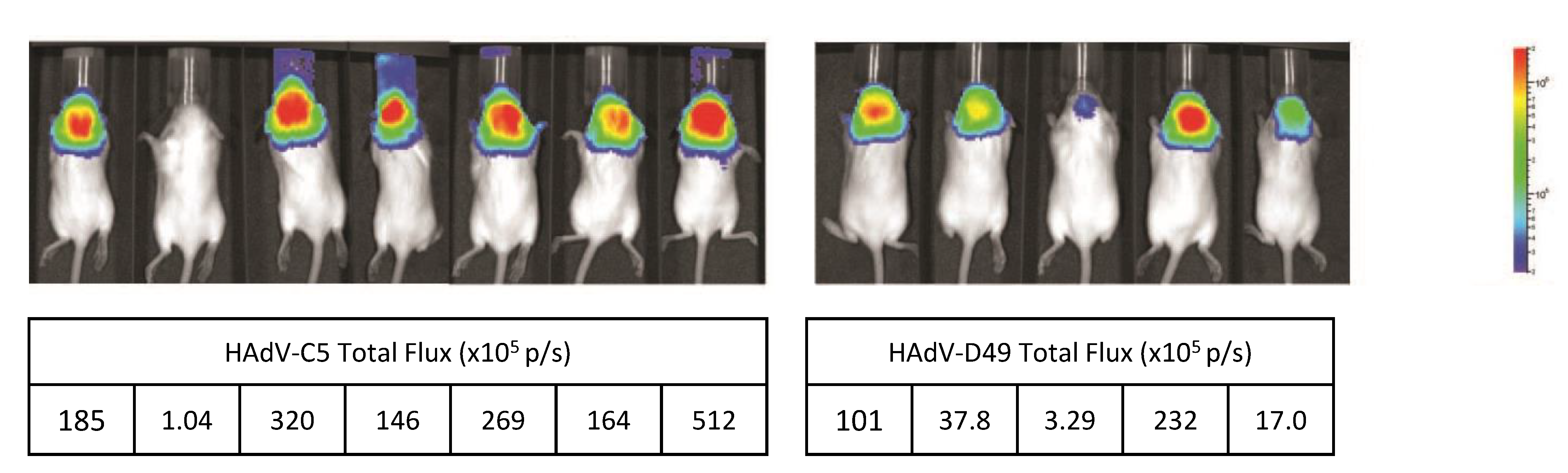 Viruses 13 01483 g004