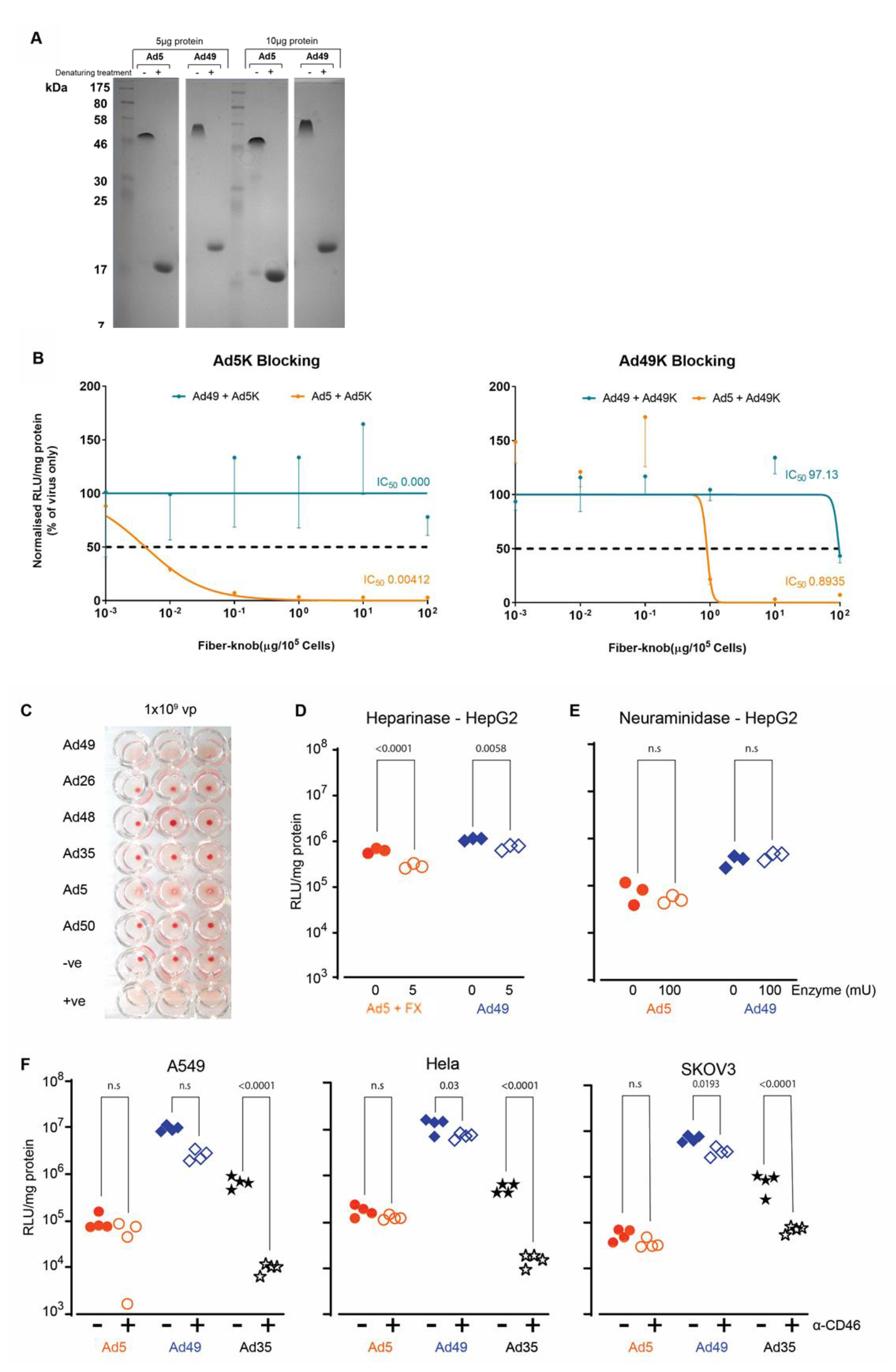 Viruses 13 01483 g005