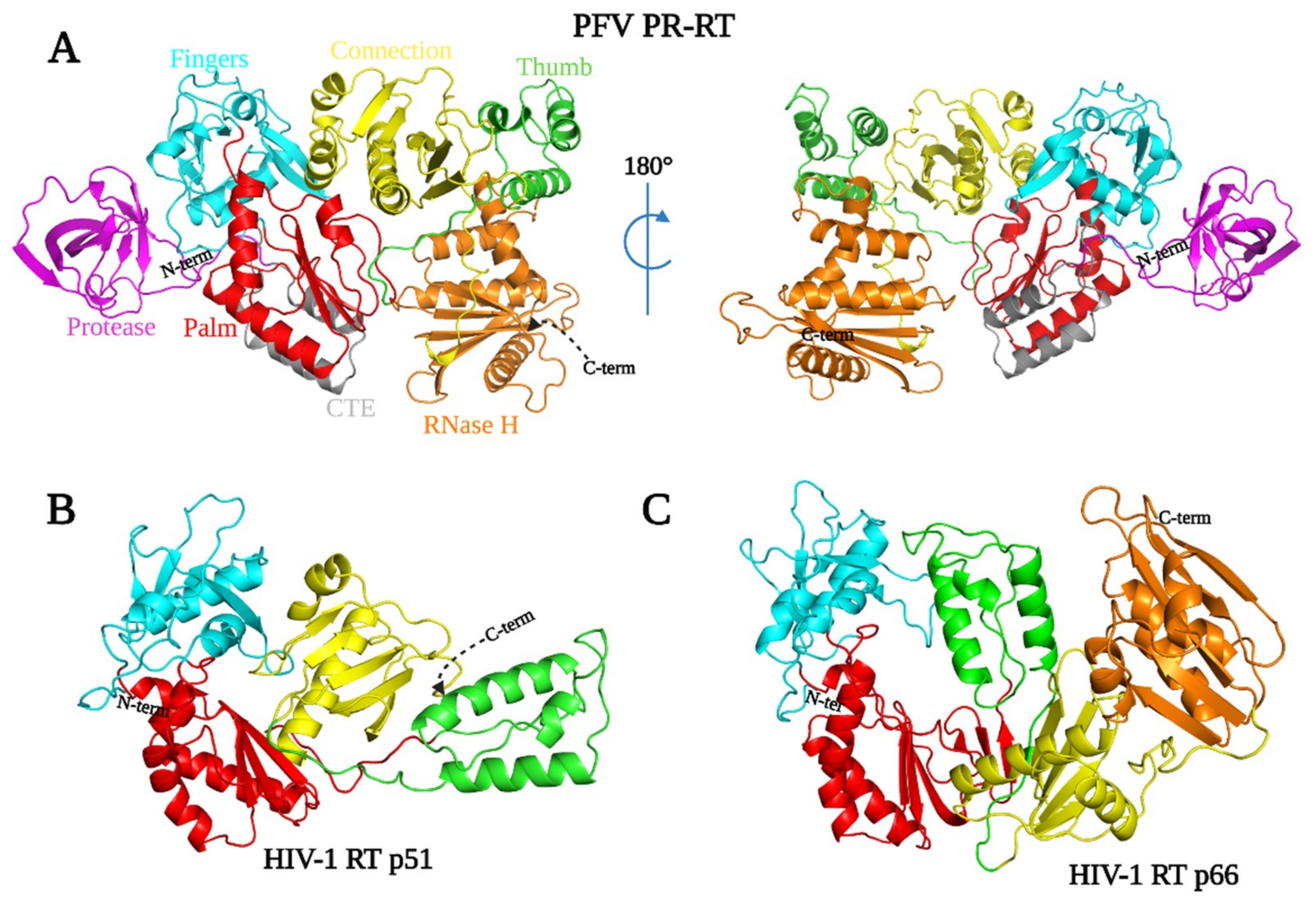 Viruses 13 01495 g003