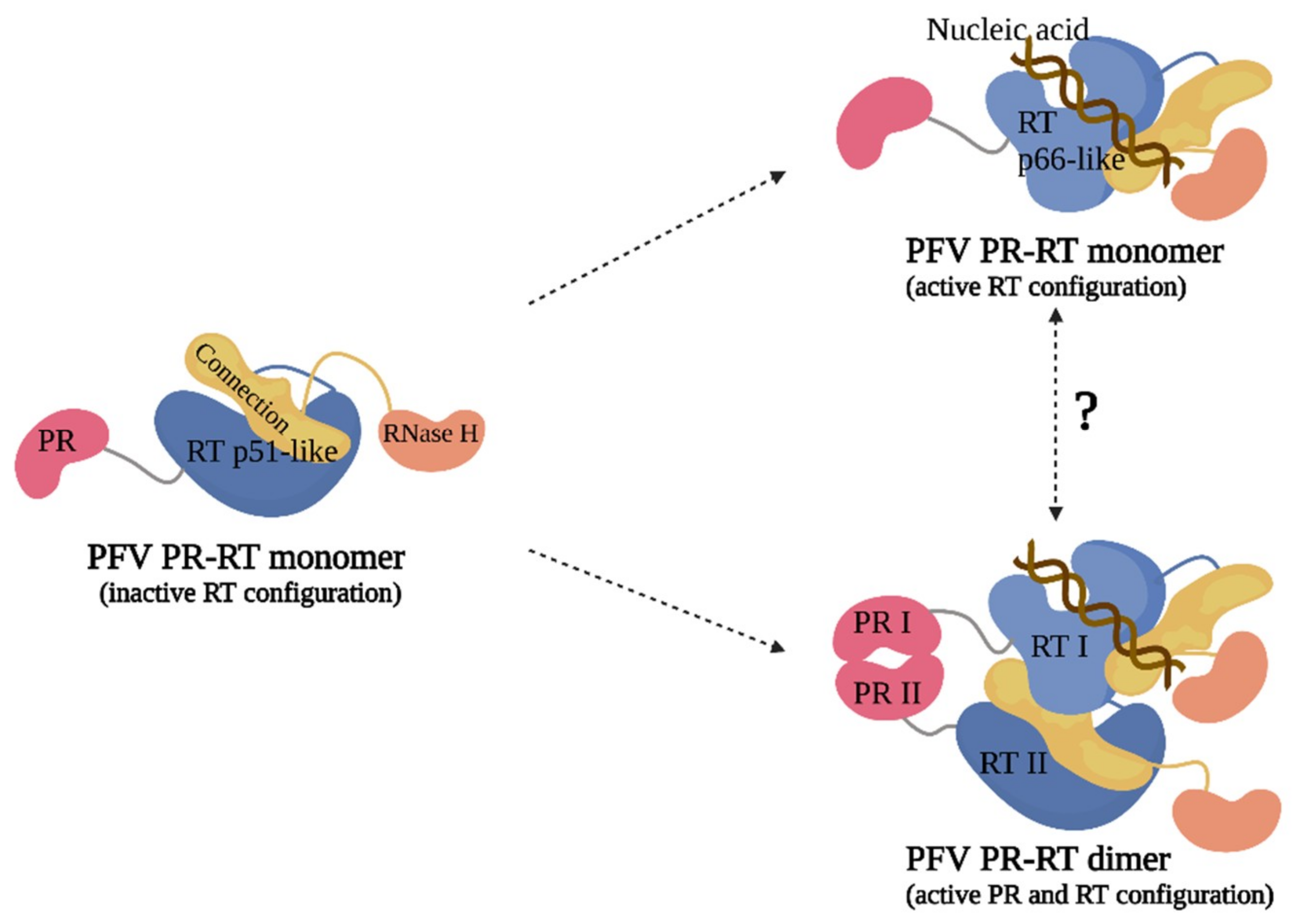 Viruses 13 01495 g006