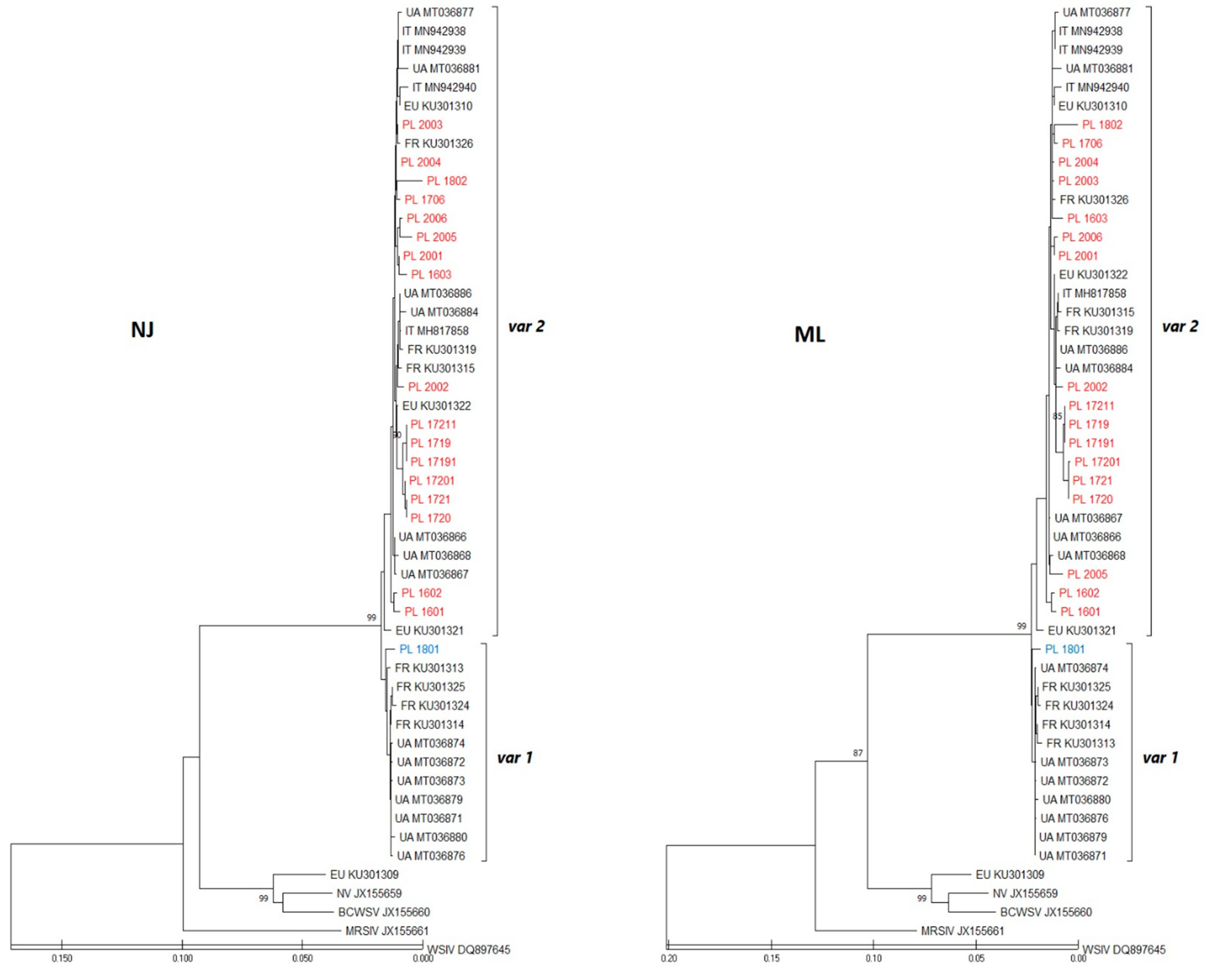 Viruses 13 01496 g003 Viruses 13 01496 g003