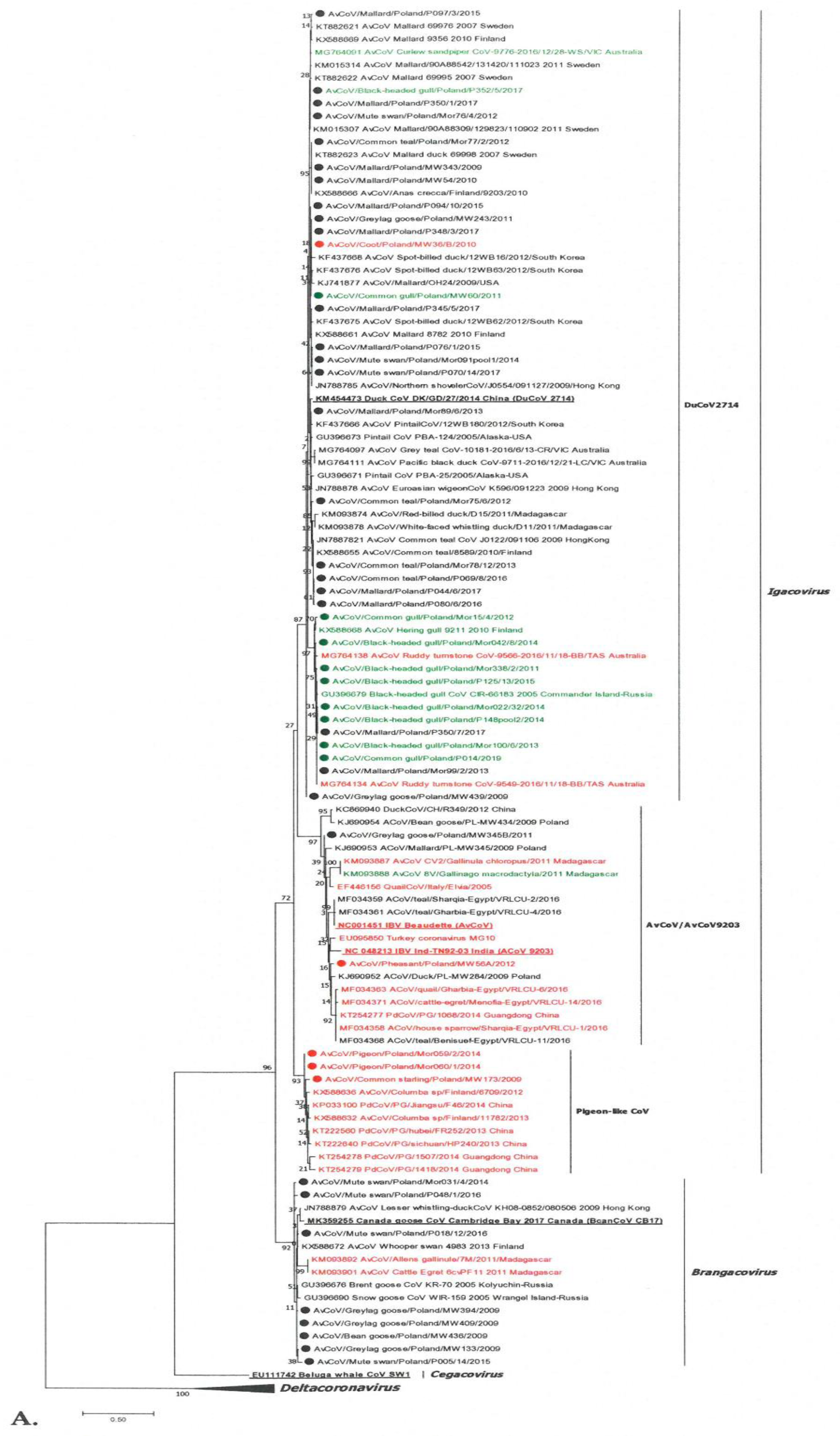 Viruses 13 01497 g001a Viruses 13 01497 g001a