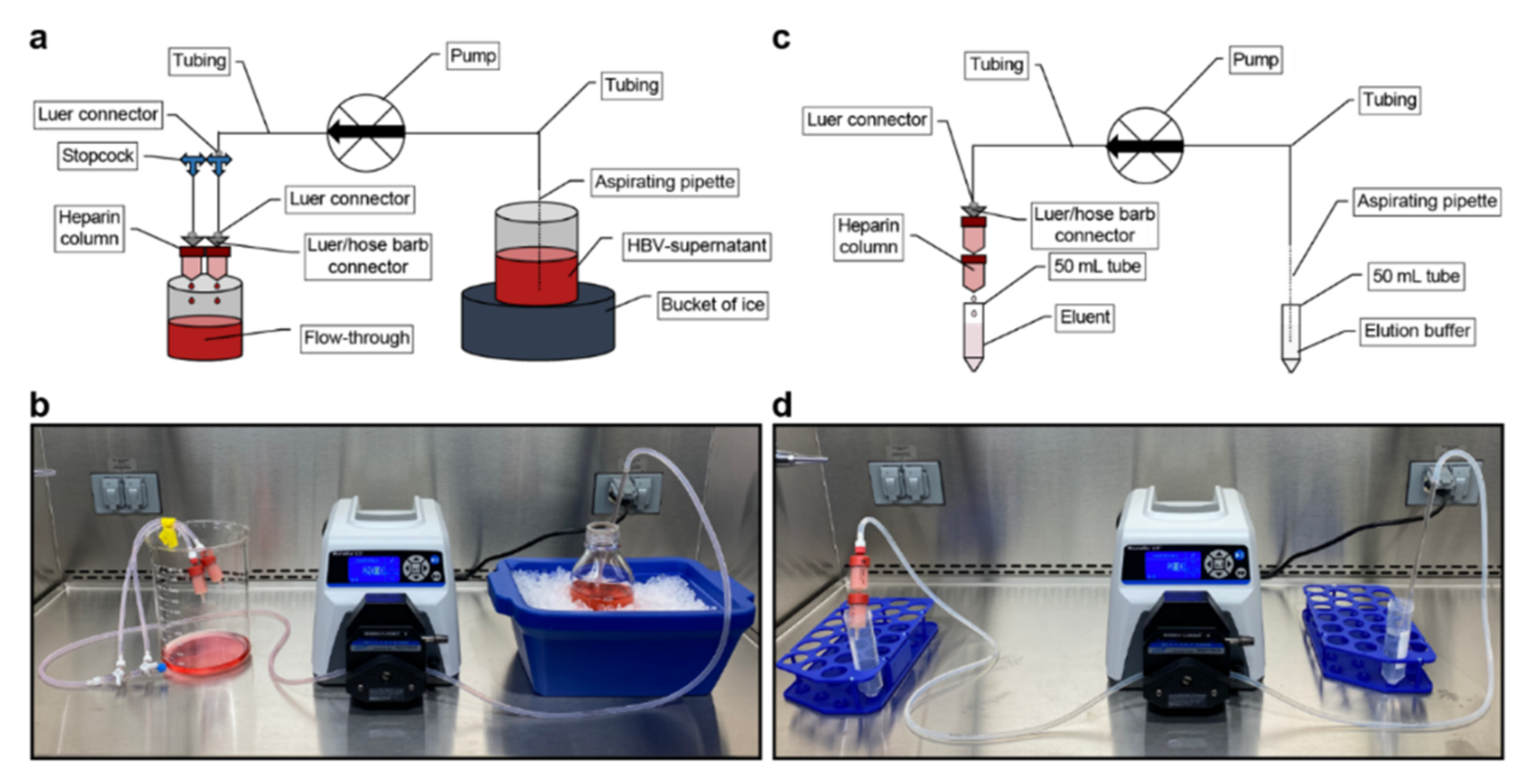 Viruses 13 01503 g007