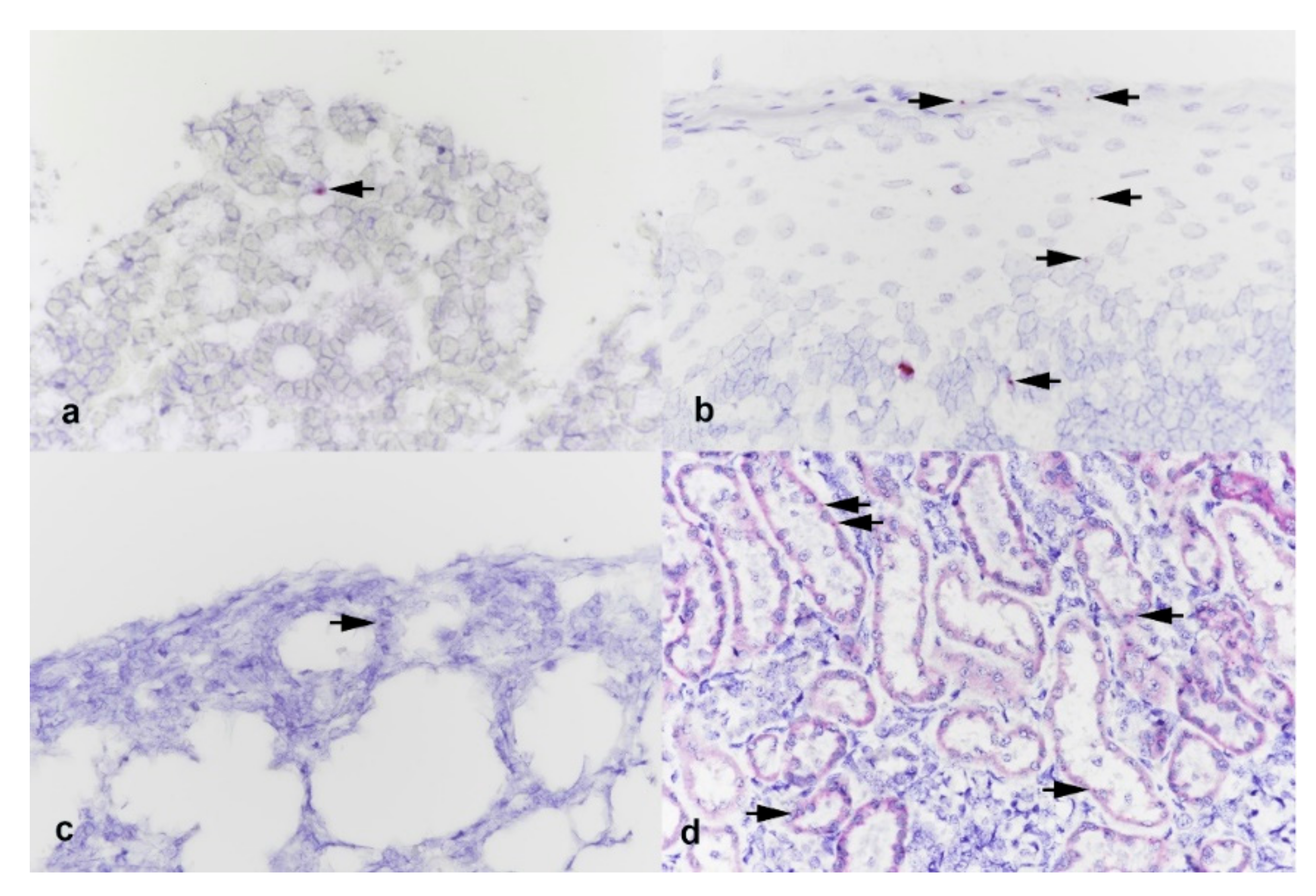 Viruses 13 01506 g002