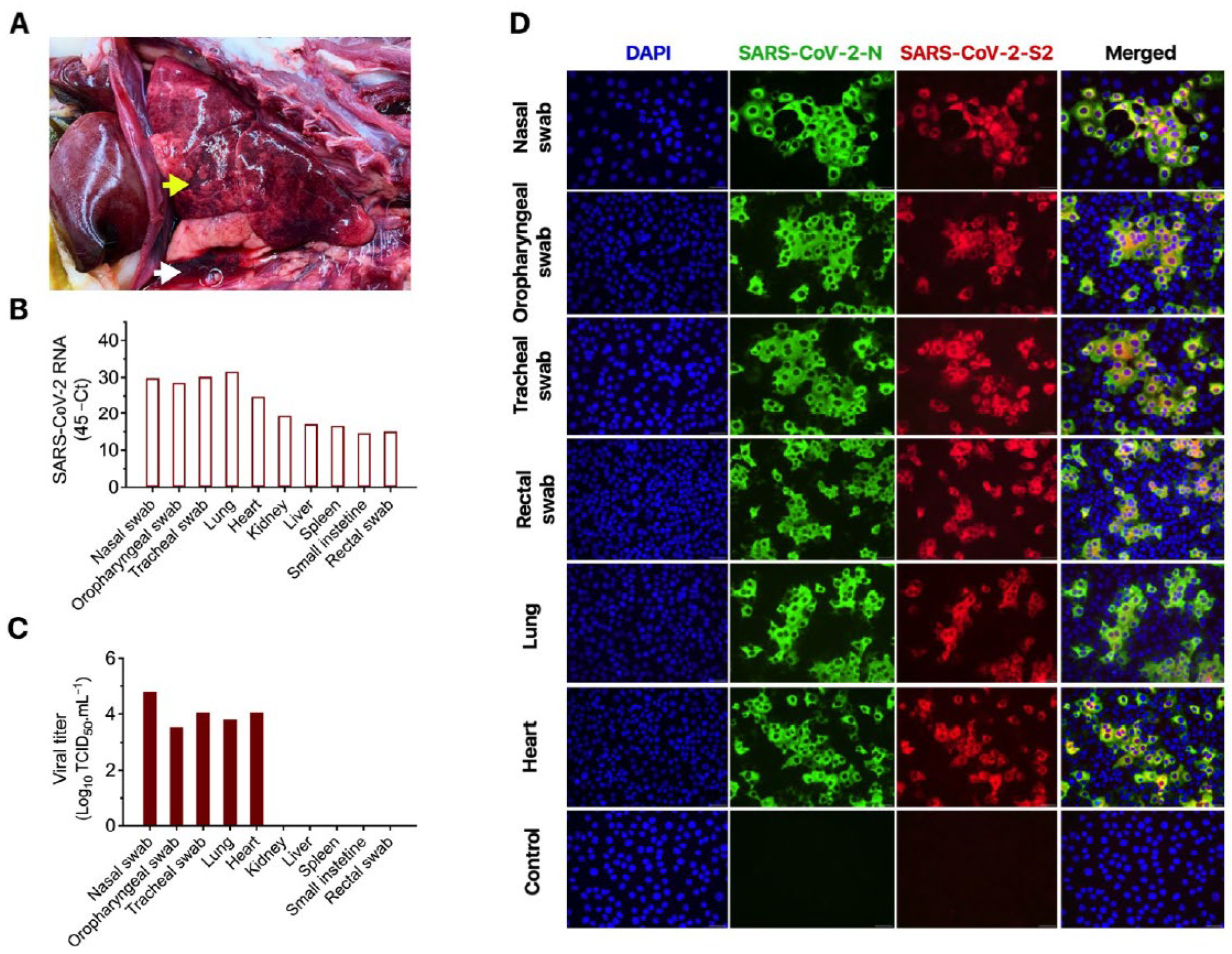 Viruses 13 01510 g001