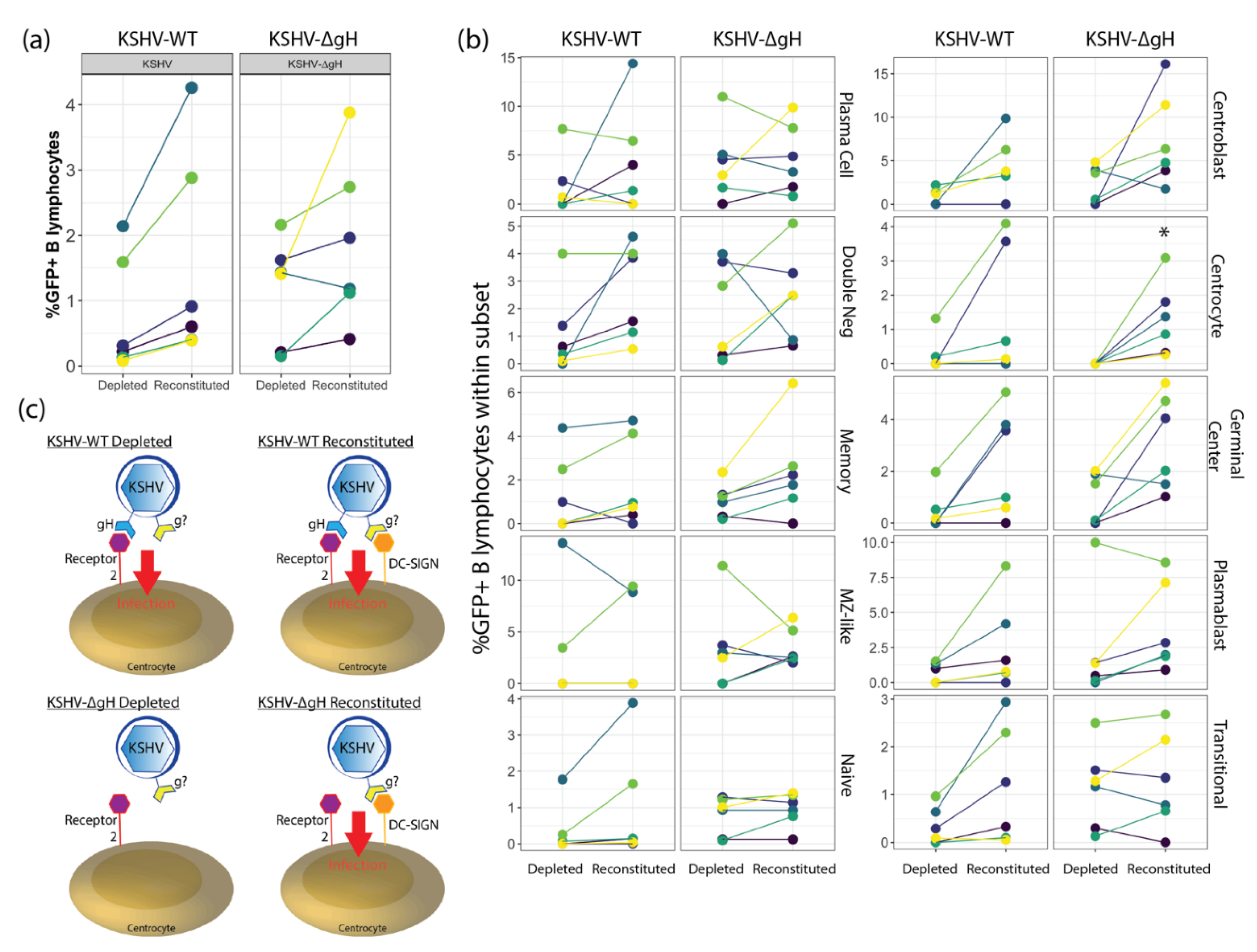 Viruses 13 01512 g004