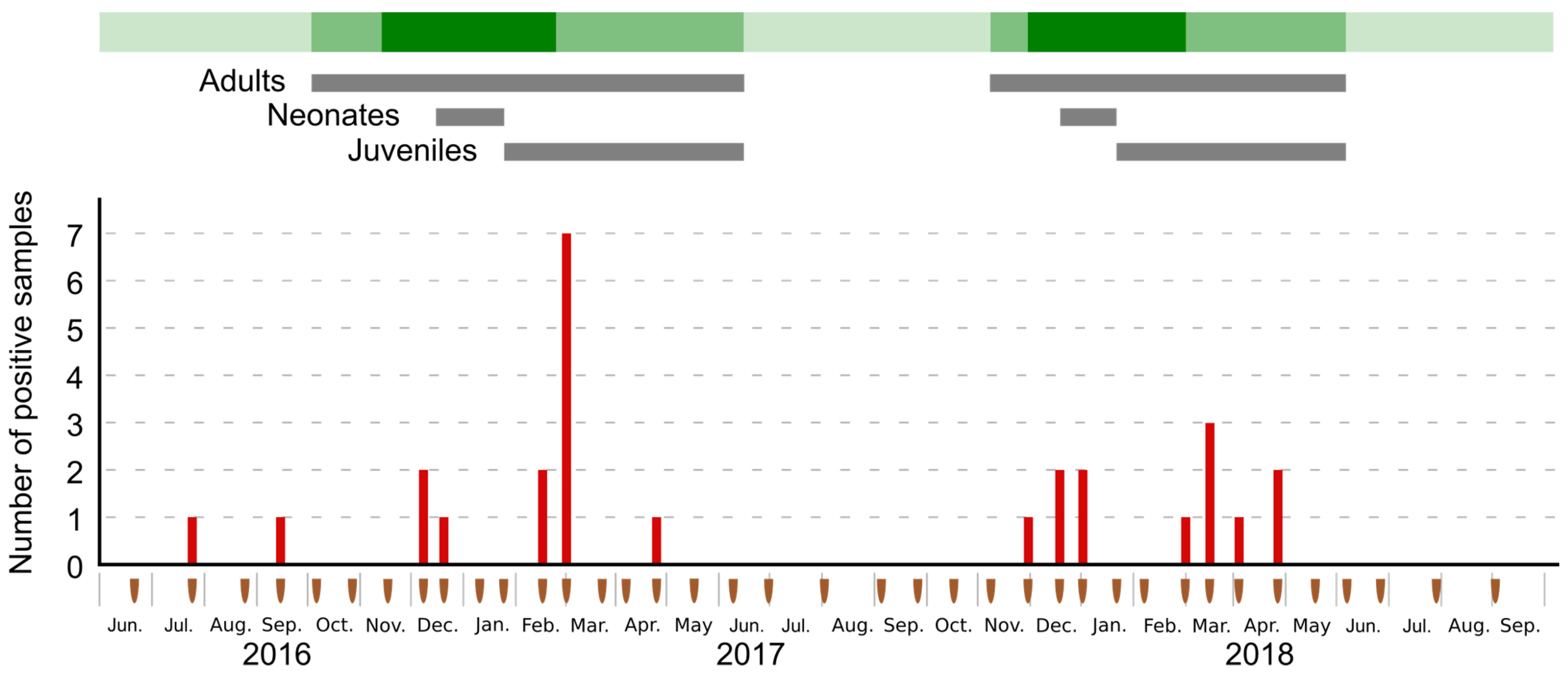 Viruses 13 01524 g001