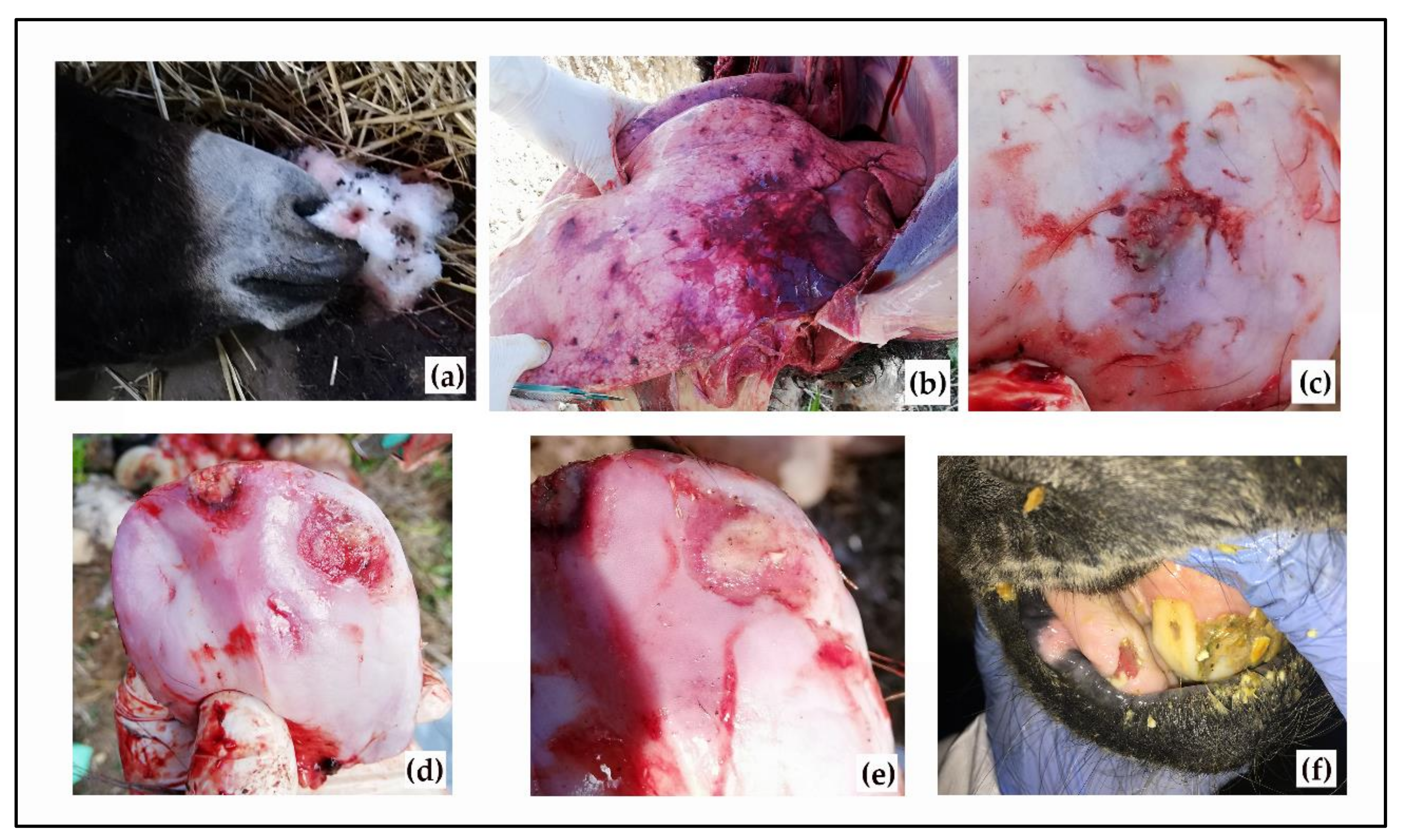 Viruses 13 01527 g001