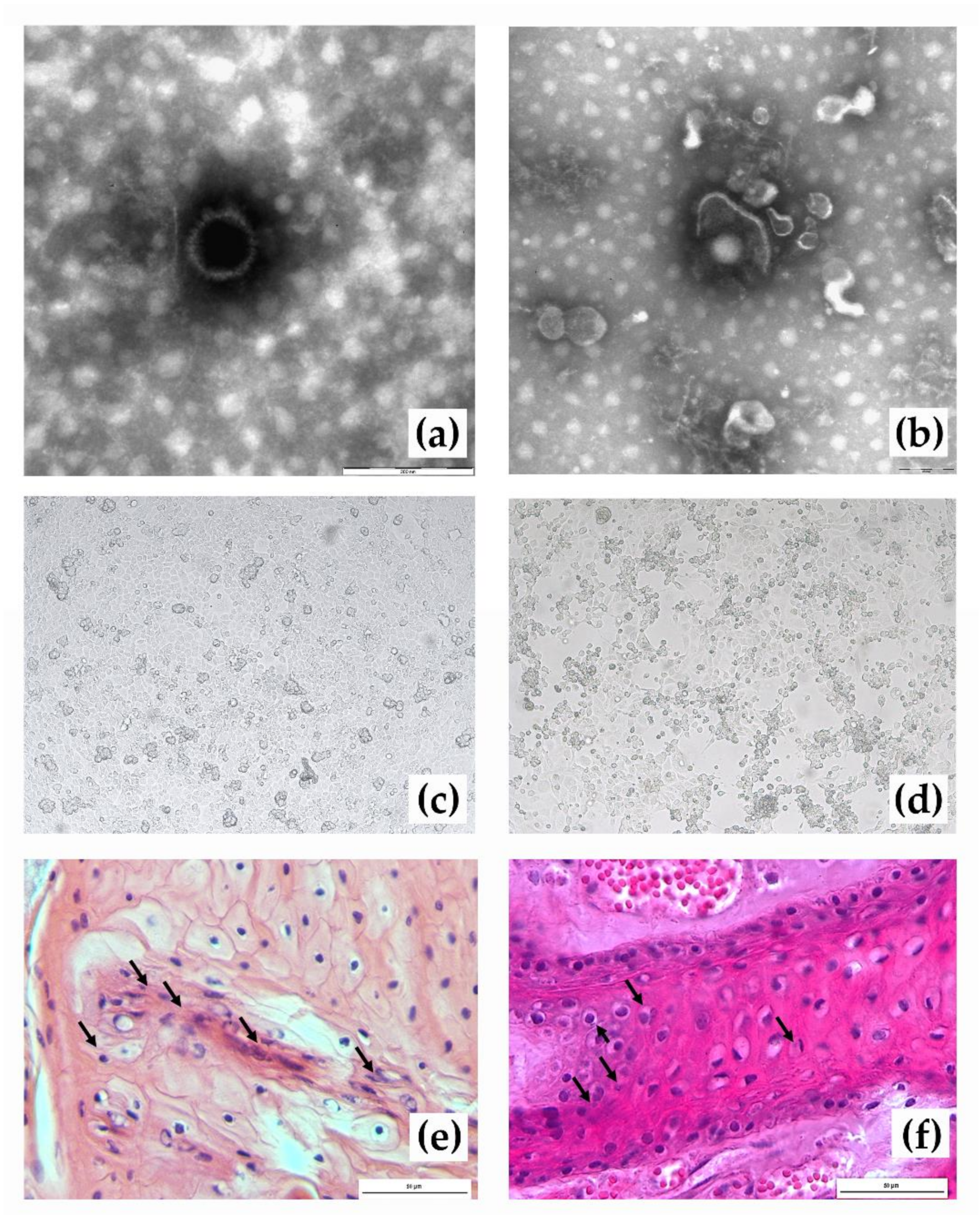 Viruses 13 01527 g004