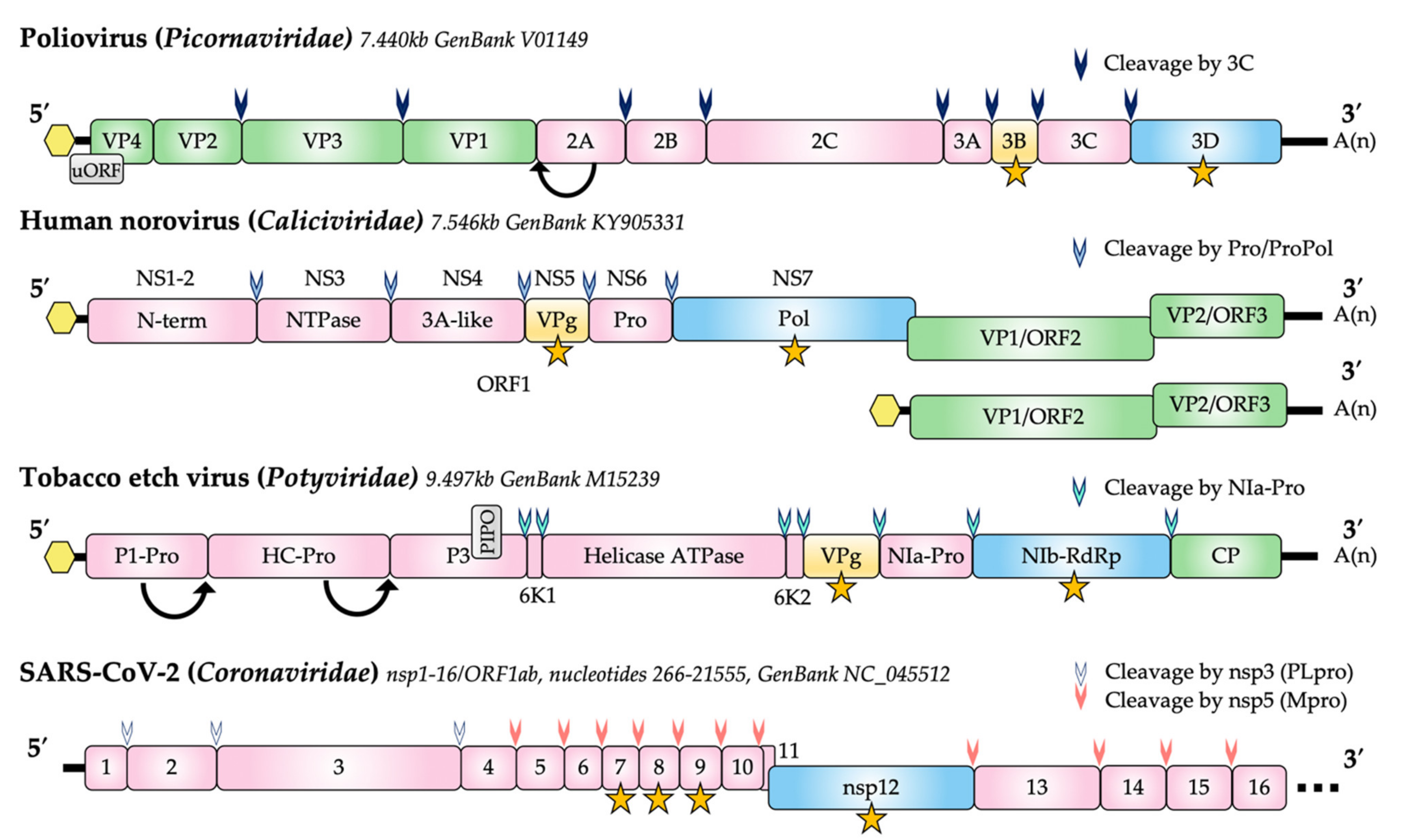 Viruses 13 01549 g001 Viruses 13 01549 g001