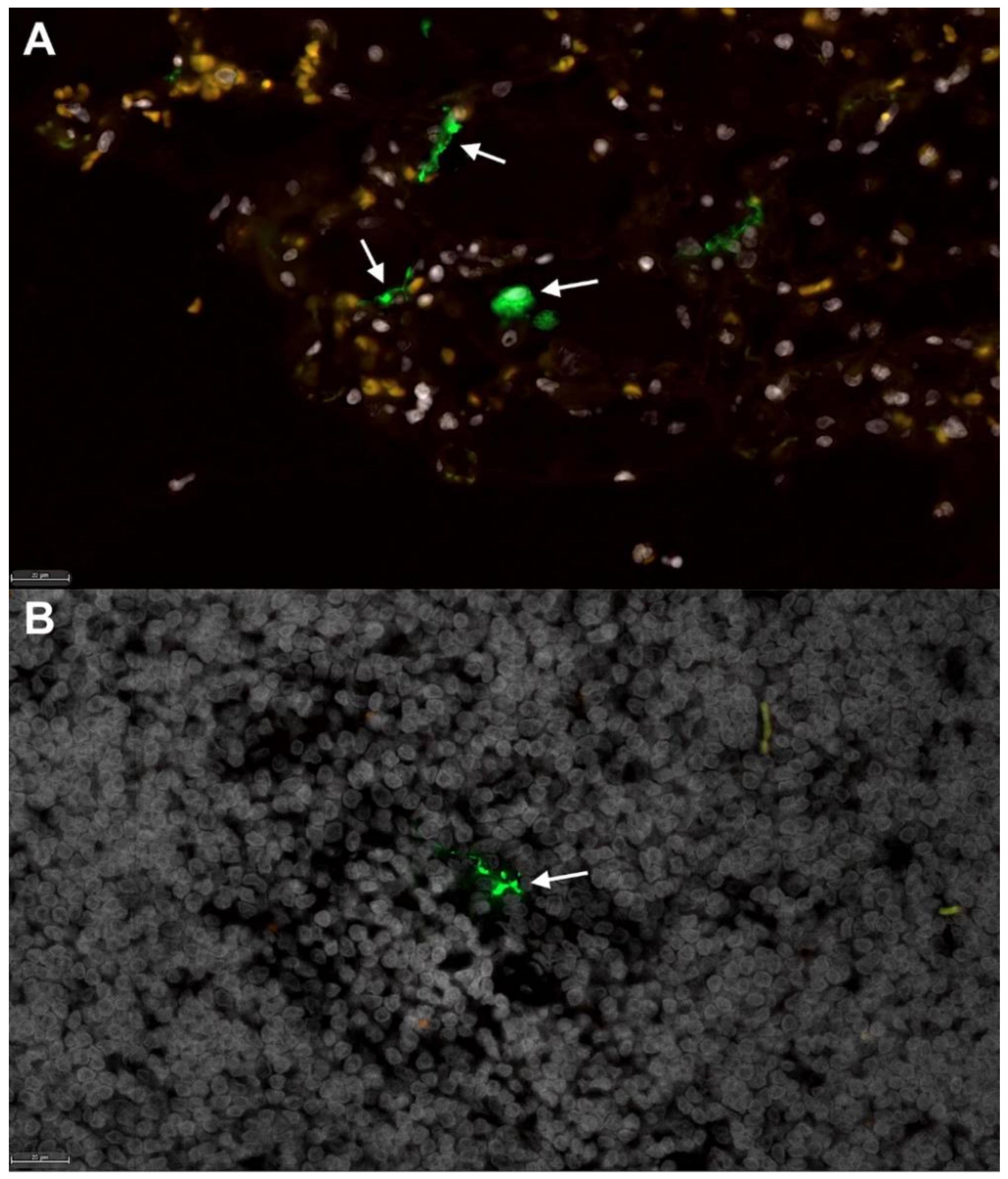 Viruses 13 01550 g003 Viruses 13 01550 g003