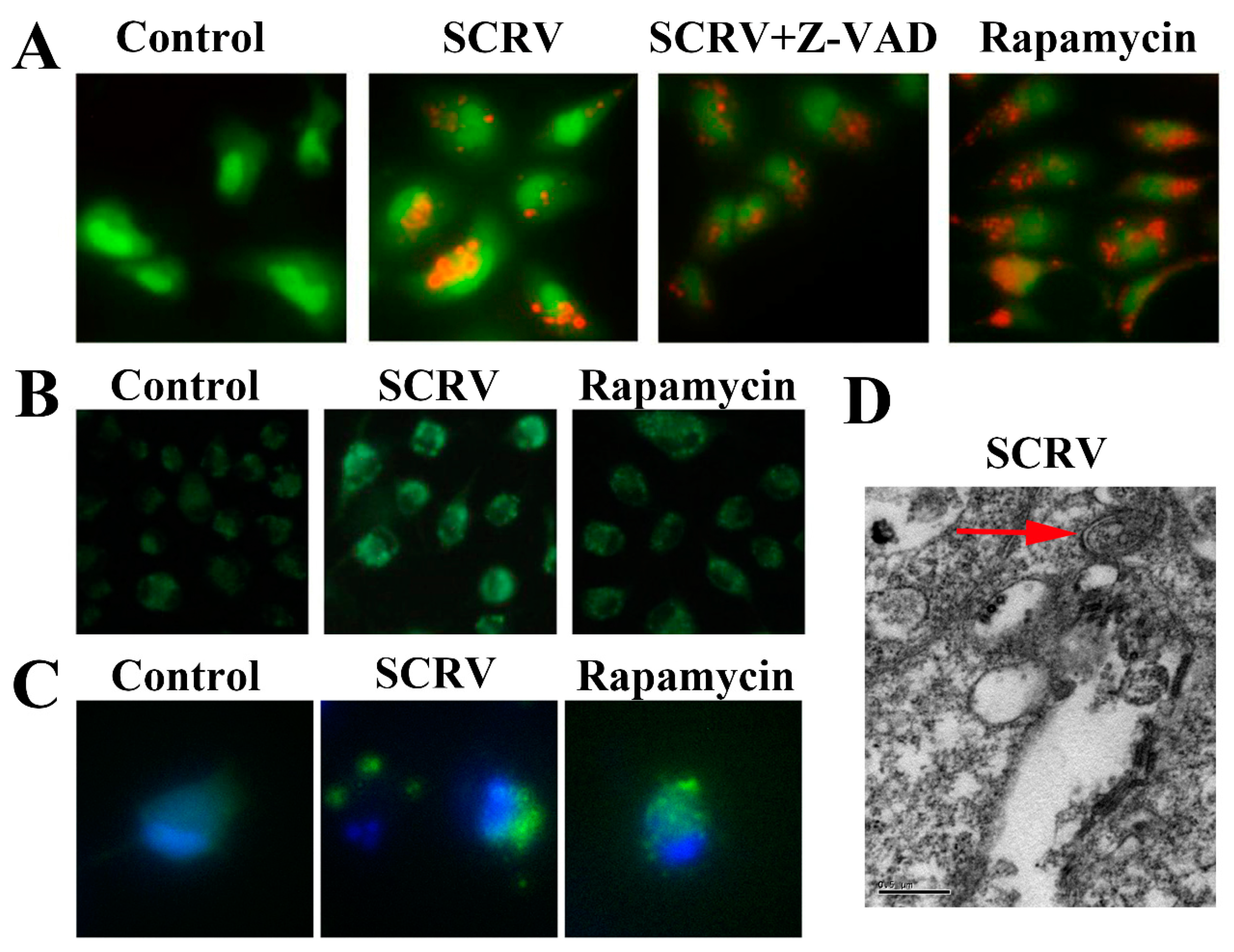 Viruses 13 01554 g001 Viruses 13 01554 g001