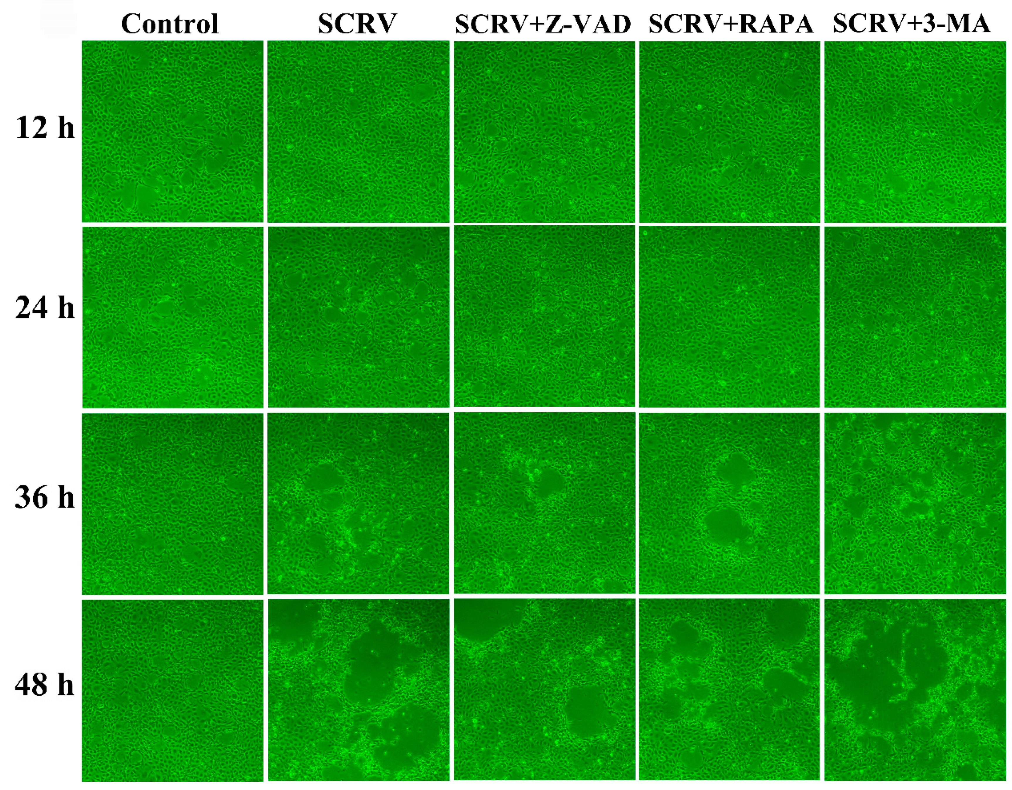 Viruses 13 01554 g005 Viruses 13 01554 g005