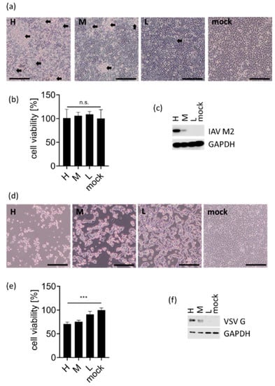 Viruses 13 01564 g0a1 550