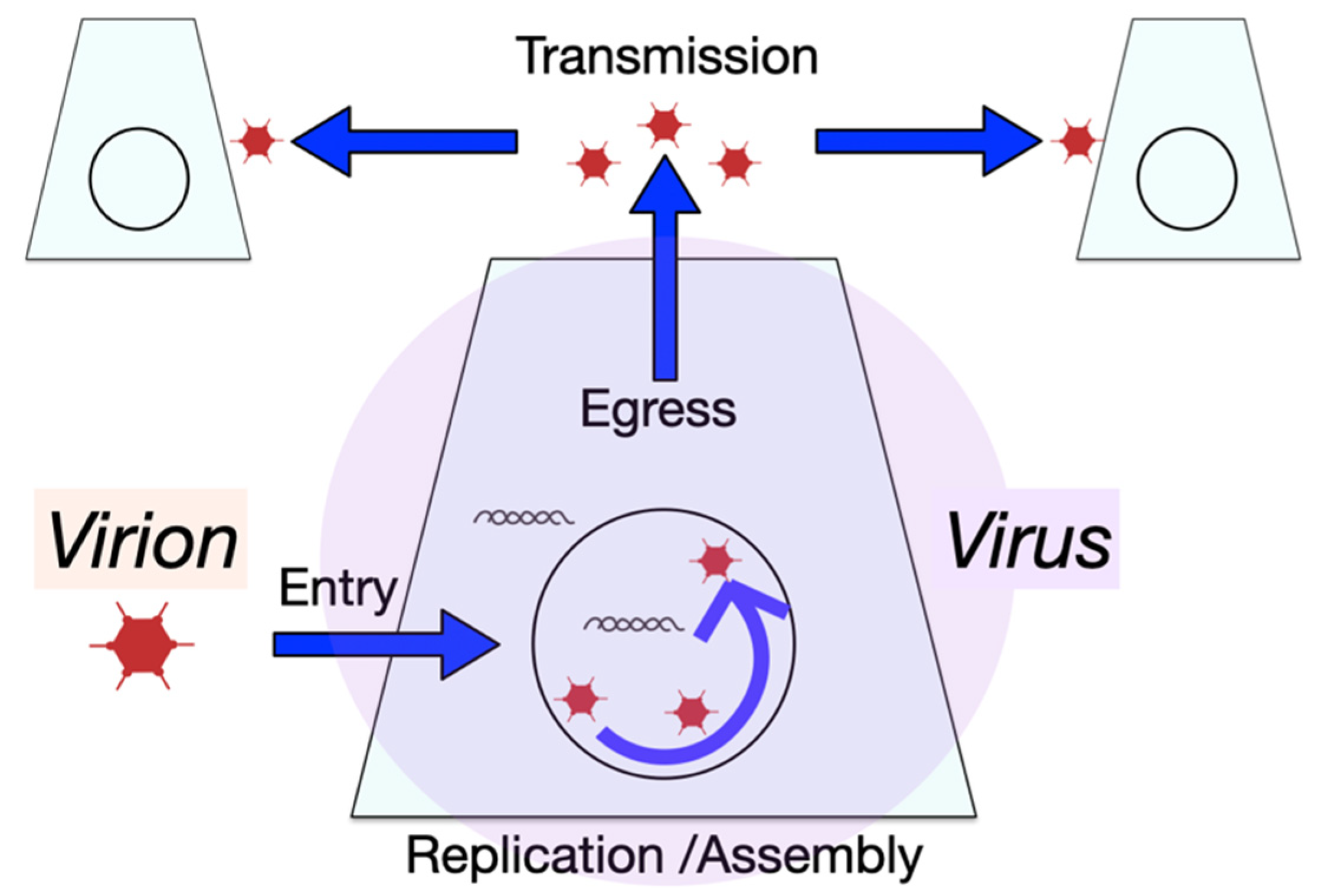 Viruses 13 01568 g001 Viruses 13 01568 g001