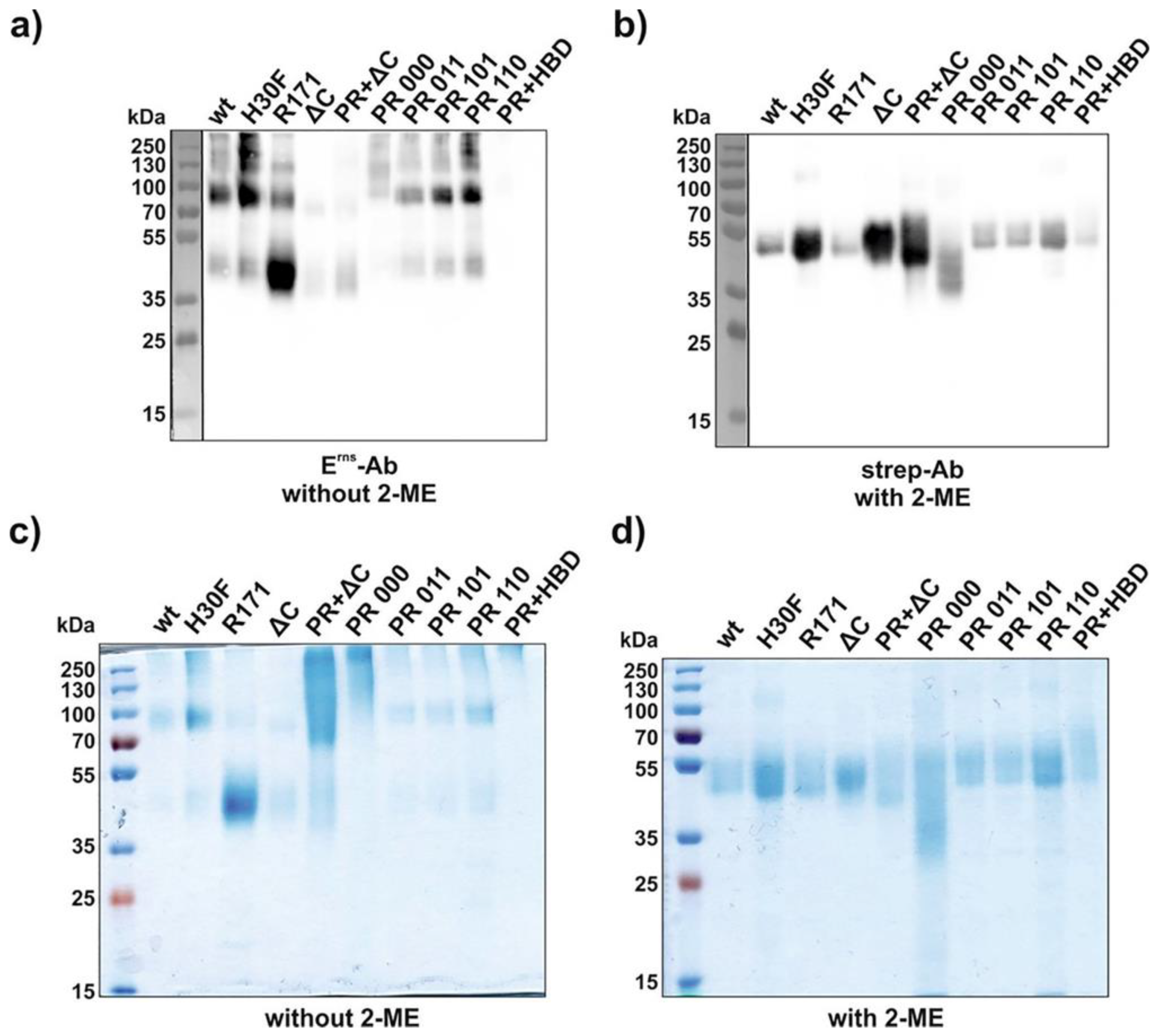 Viruses 13 01581 g002