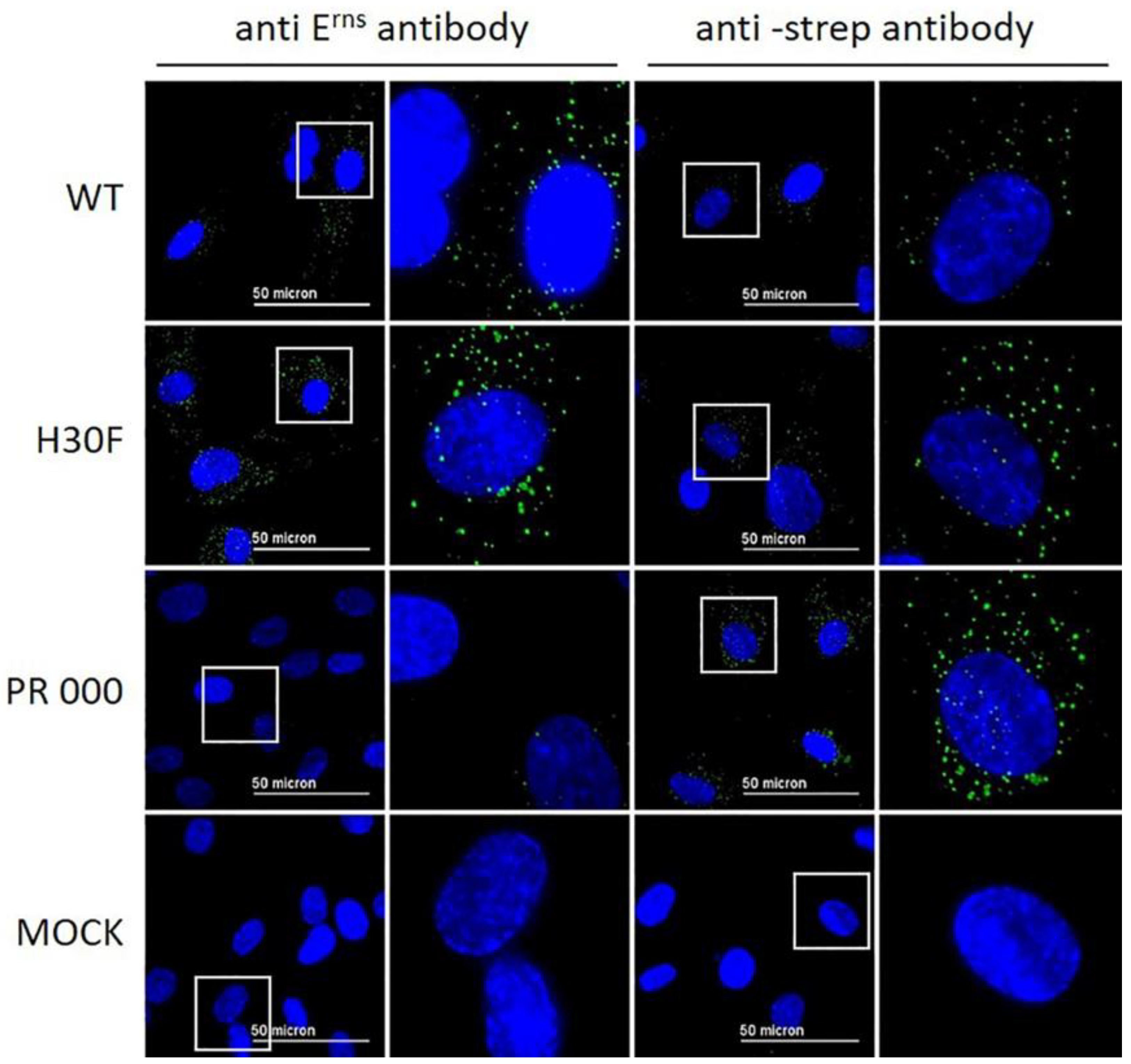 Viruses 13 01581 g004