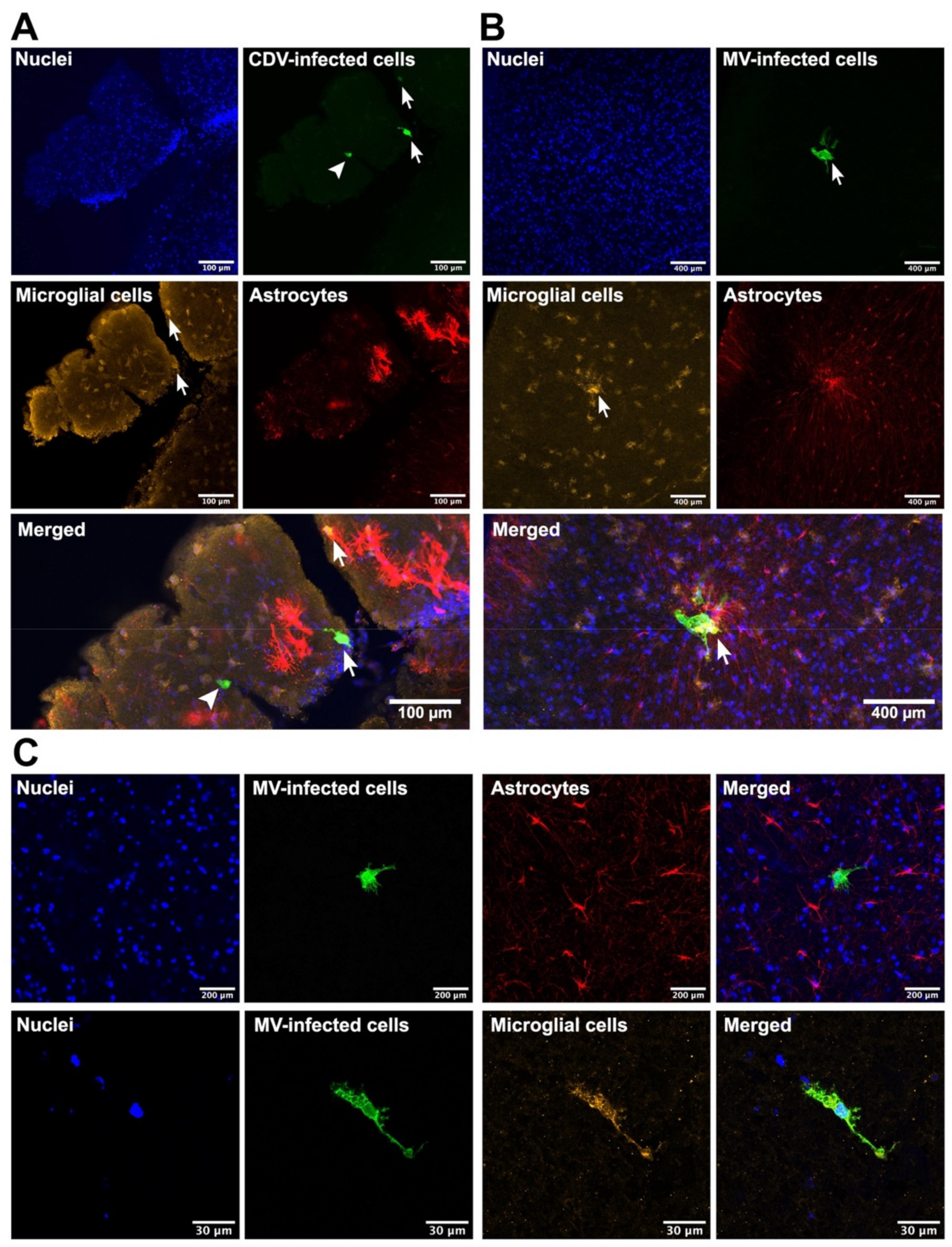 Viruses 13 01582 g002