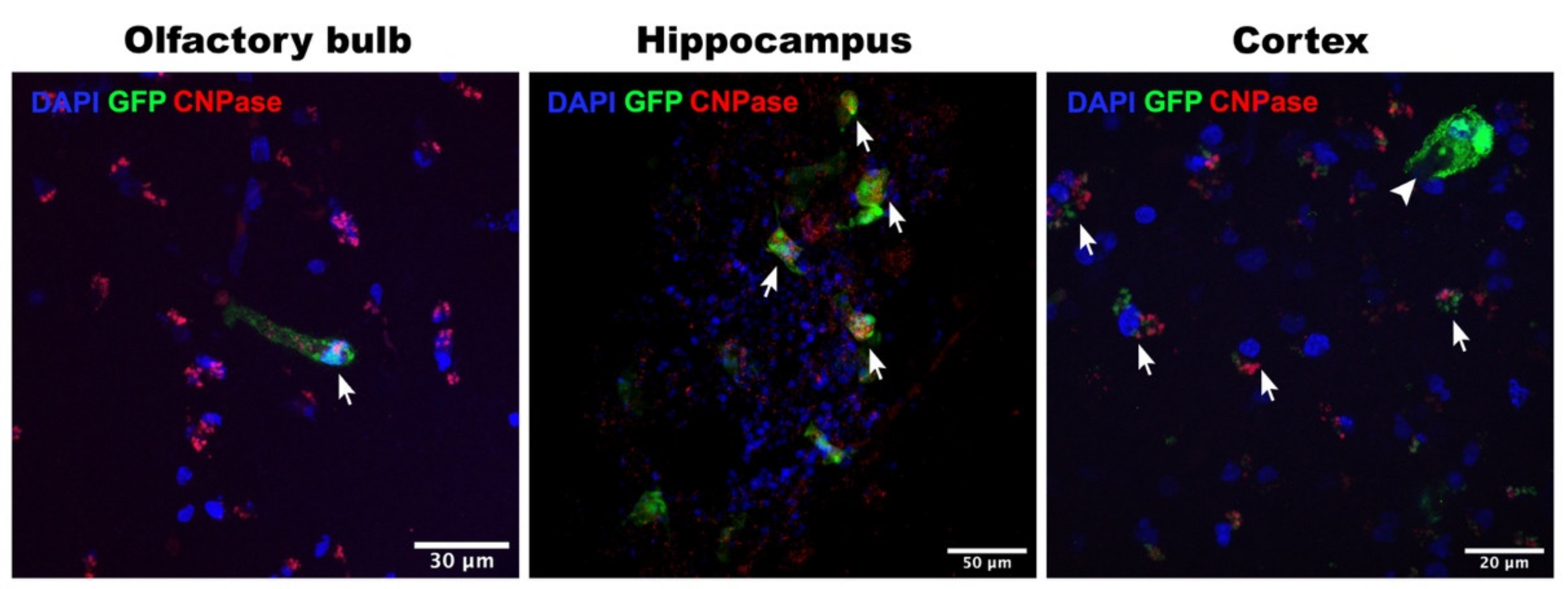 Viruses 13 01582 g004