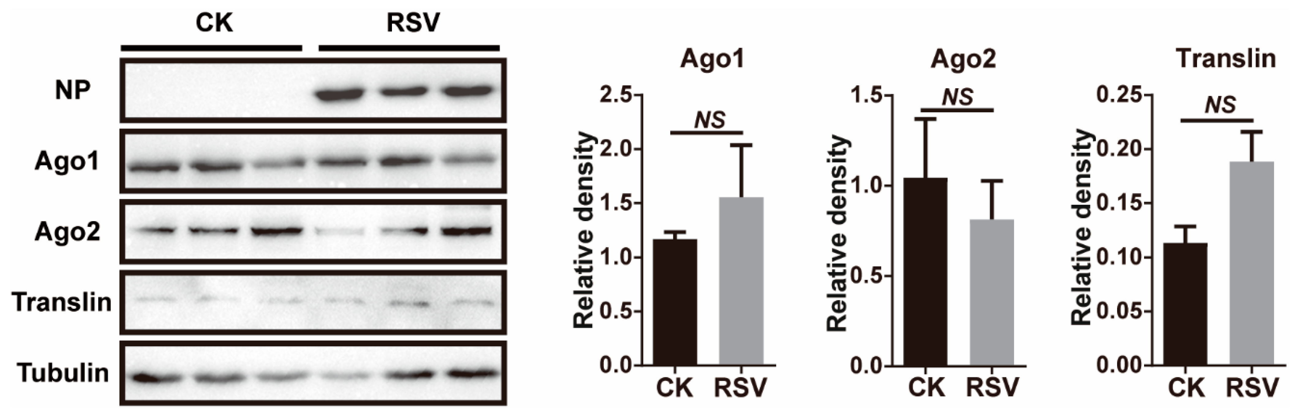Viruses 13 01591 g002