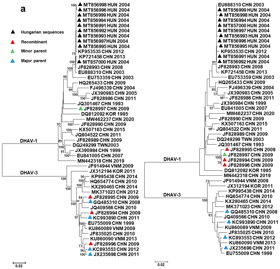 Viruses 13 01592 g002a Viruses 13 01592 g002a