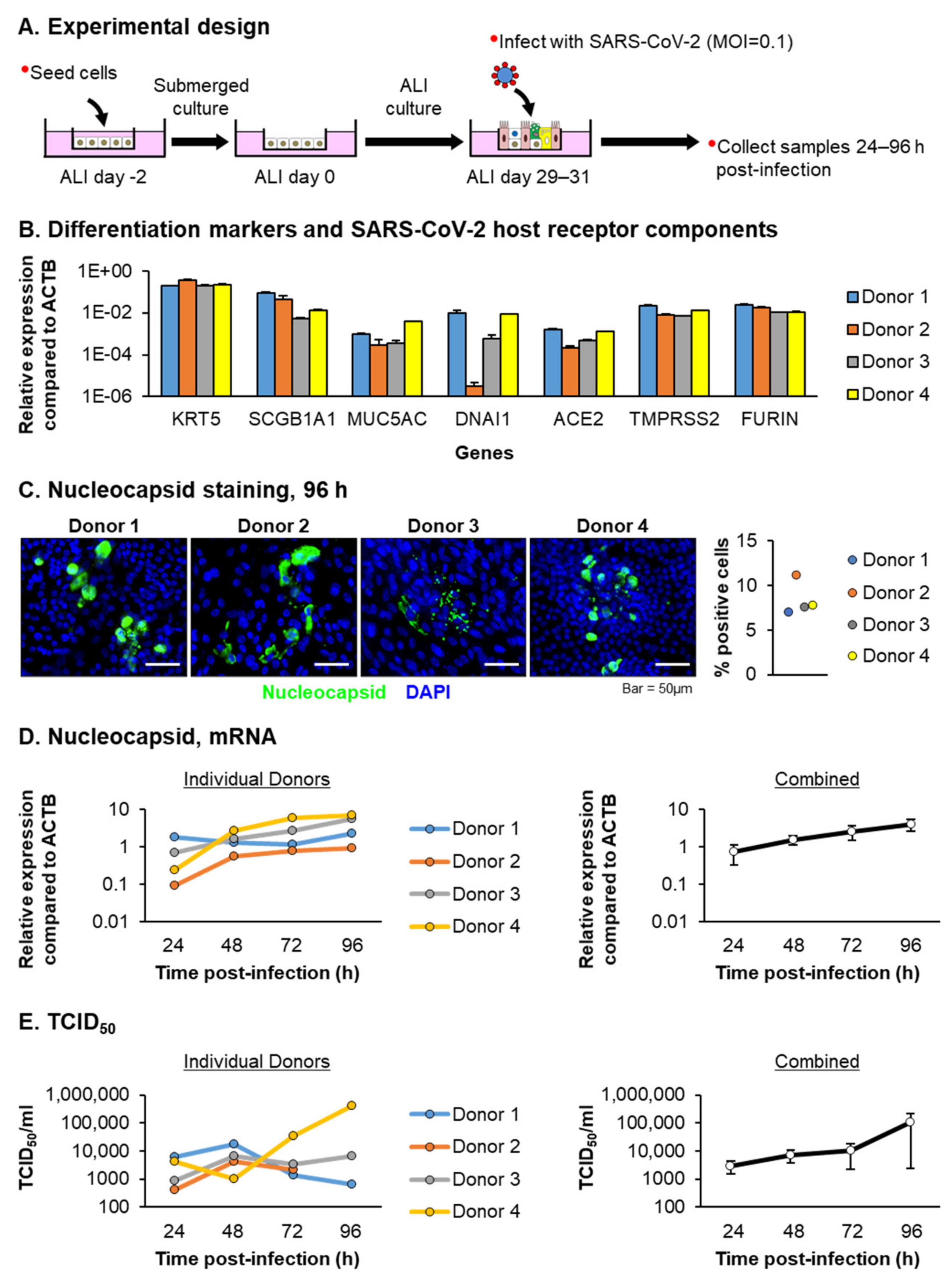 Viruses 13 01603 g001