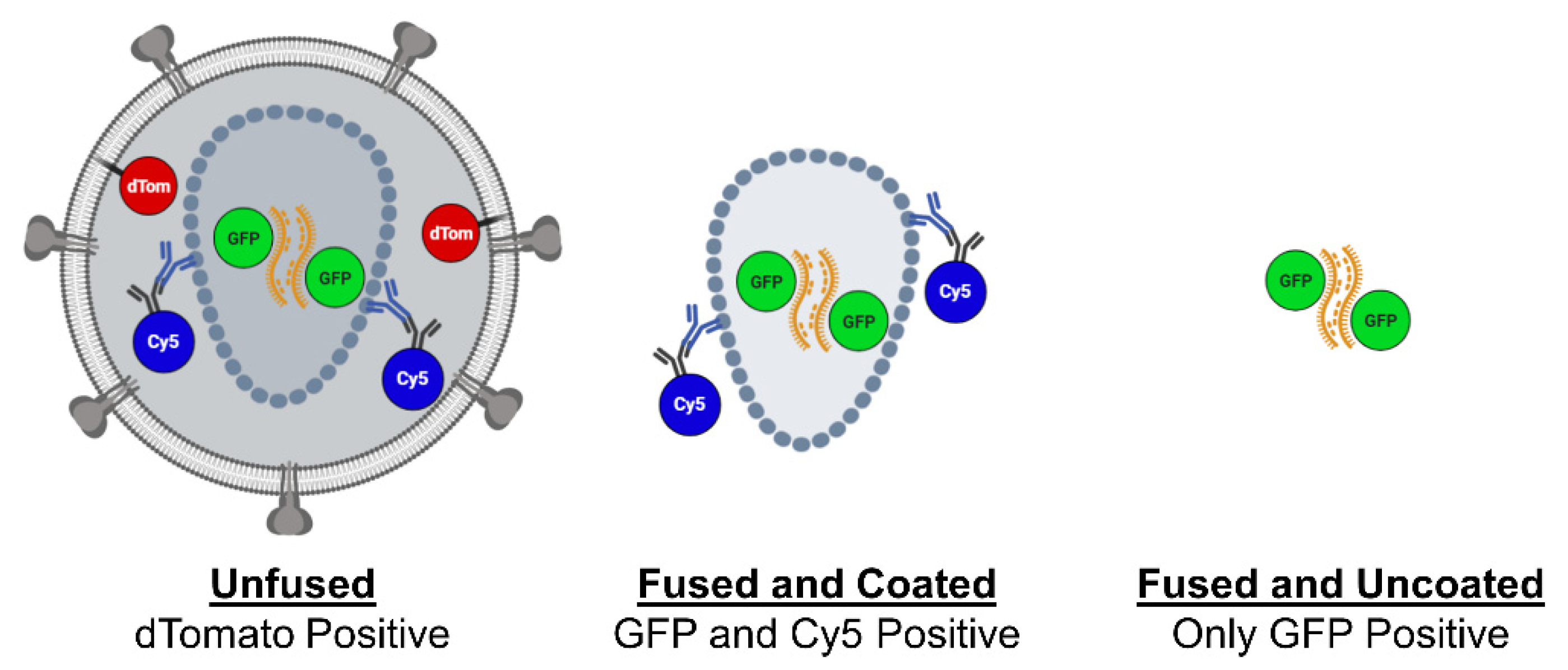 Viruses 13 01604 g001
