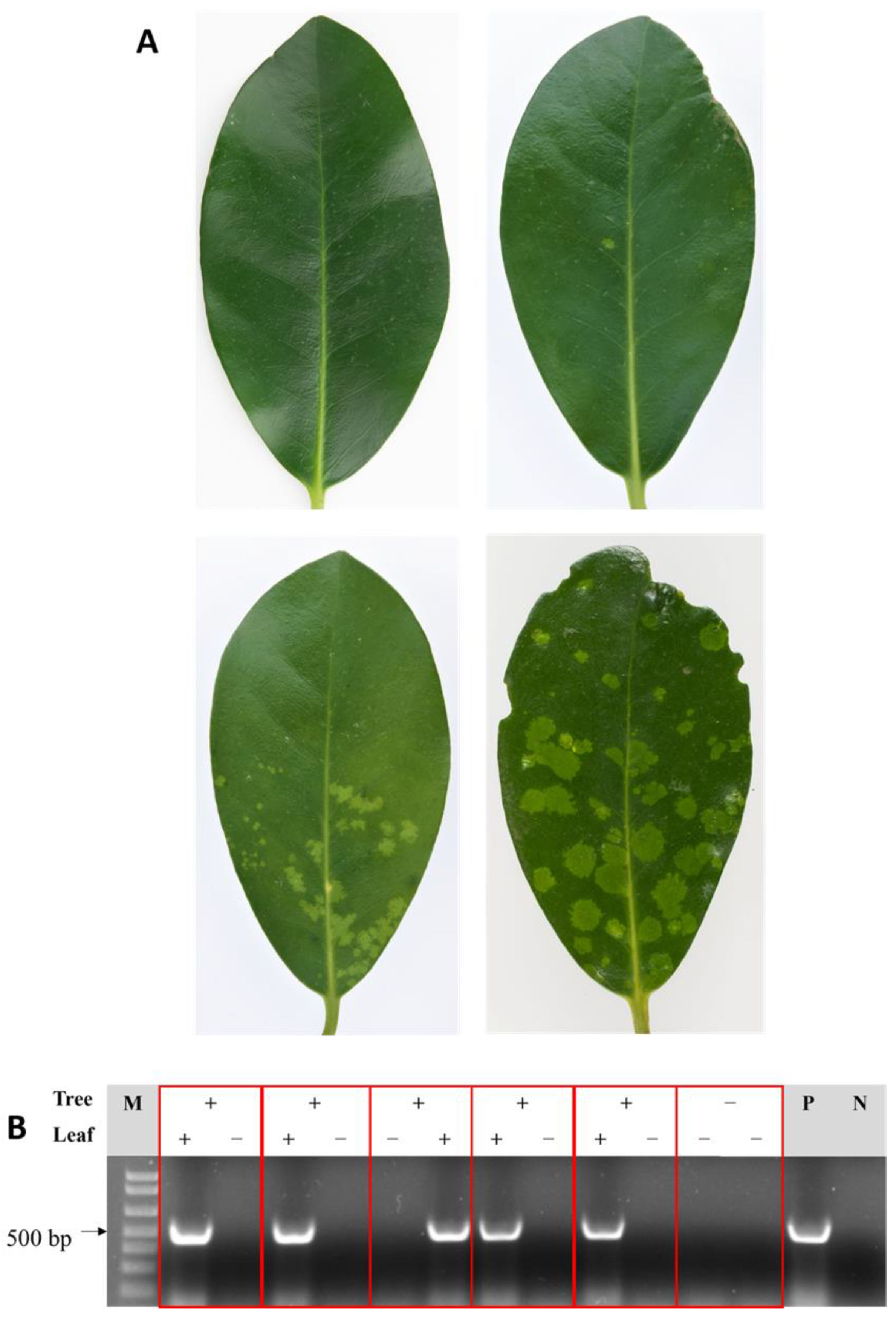 Viruses 13 01611 g001