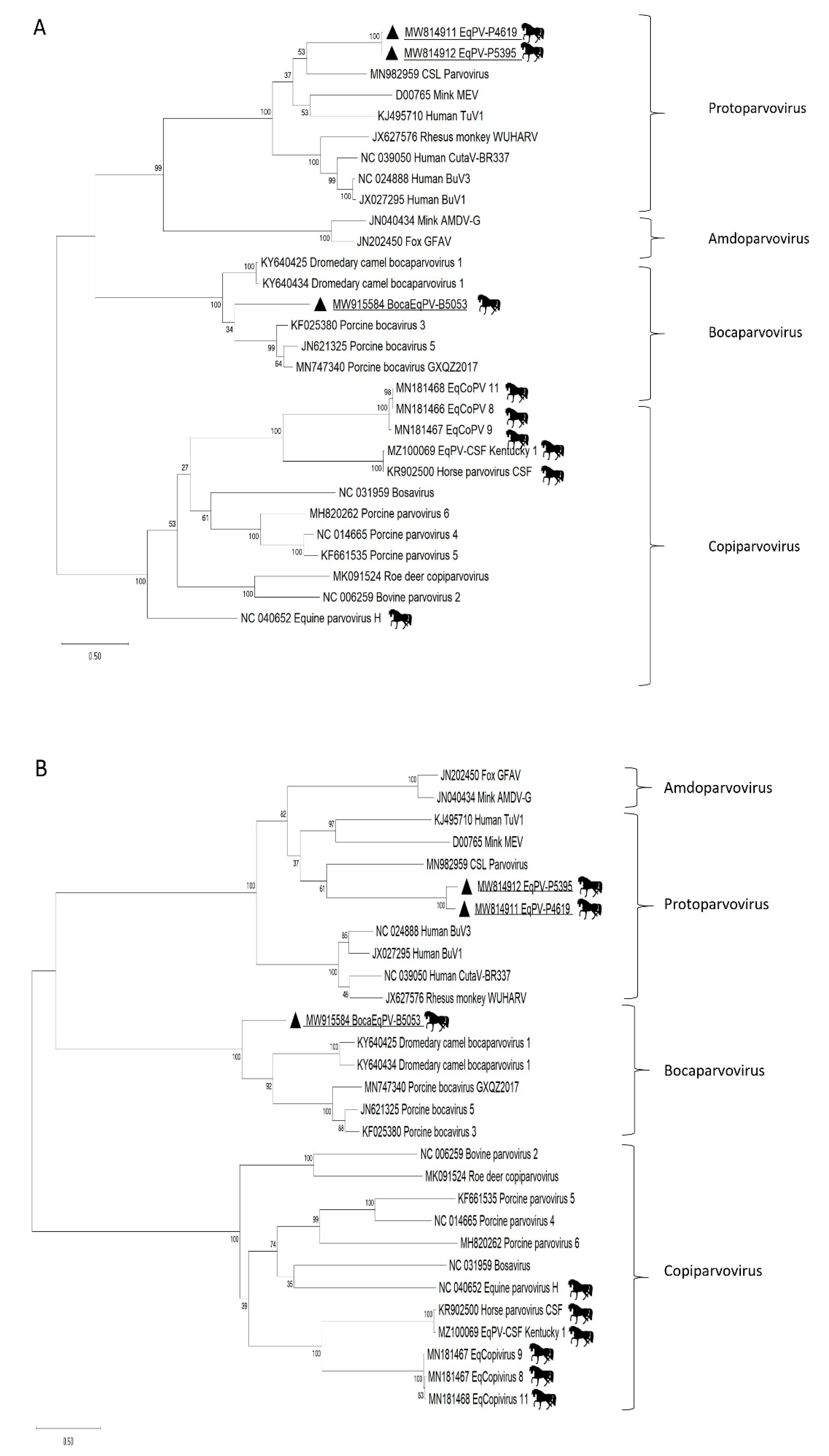 Viruses 13 01612 g001