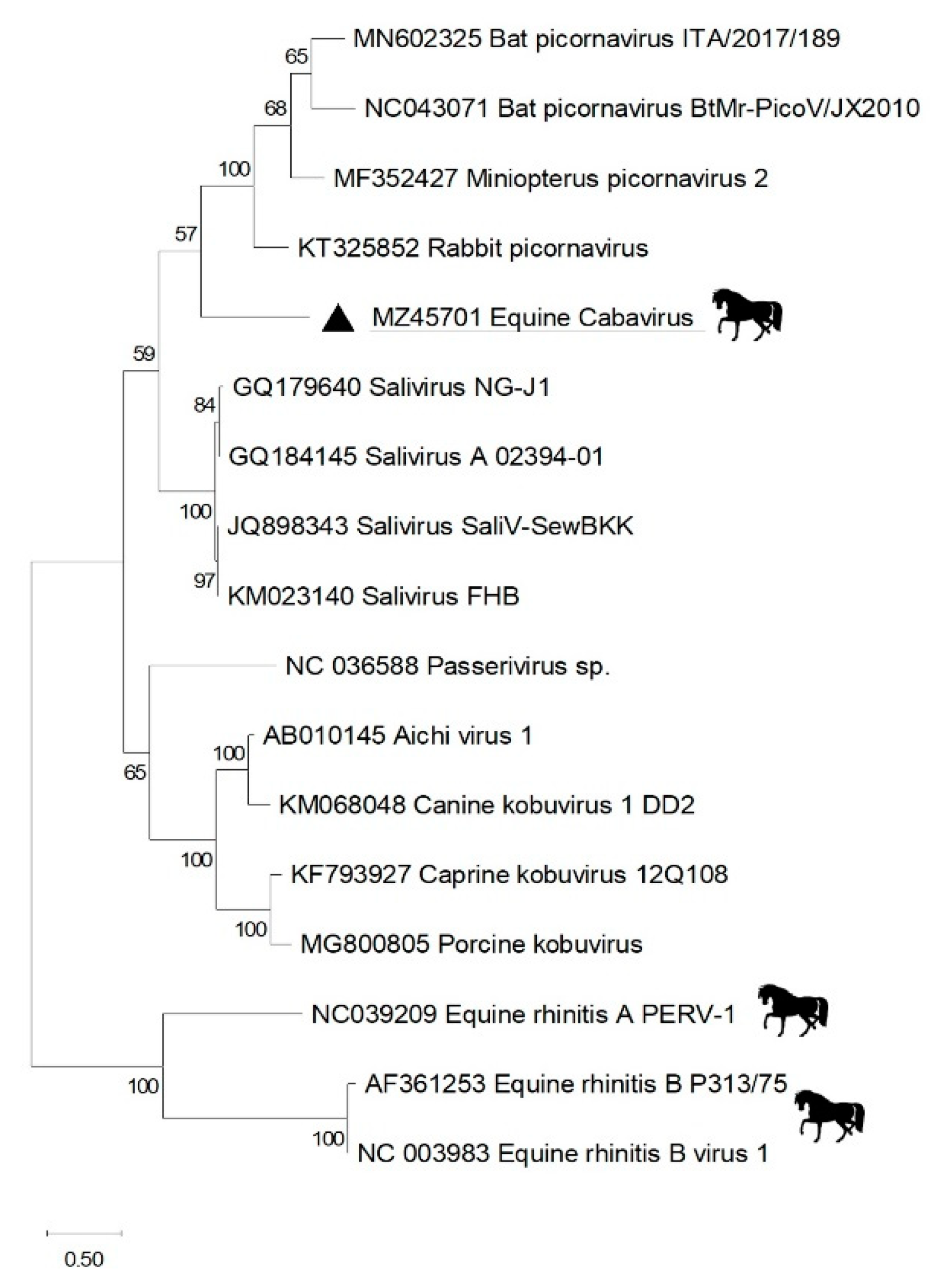 Viruses 13 01612 g002