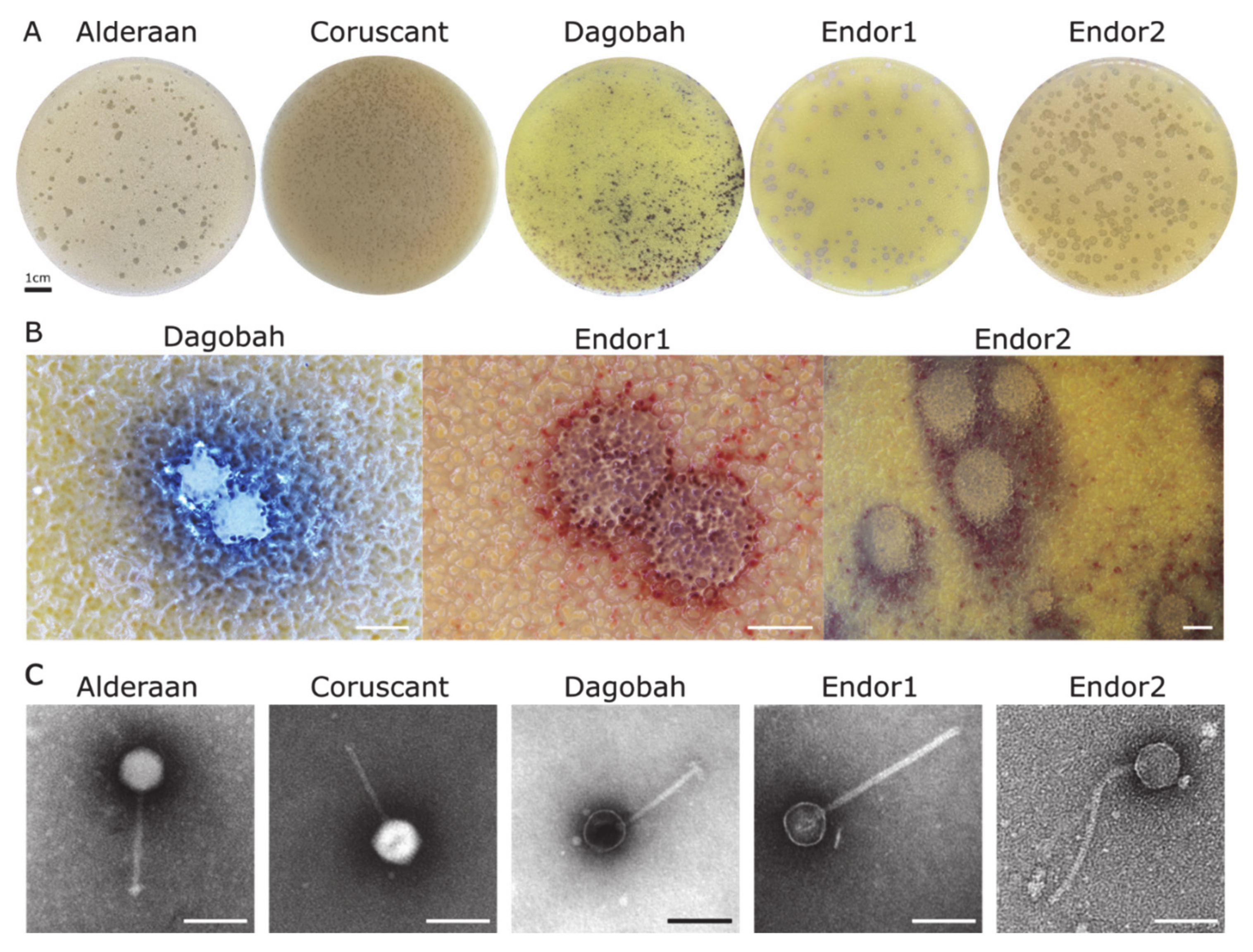 Viruses 13 01616 g001