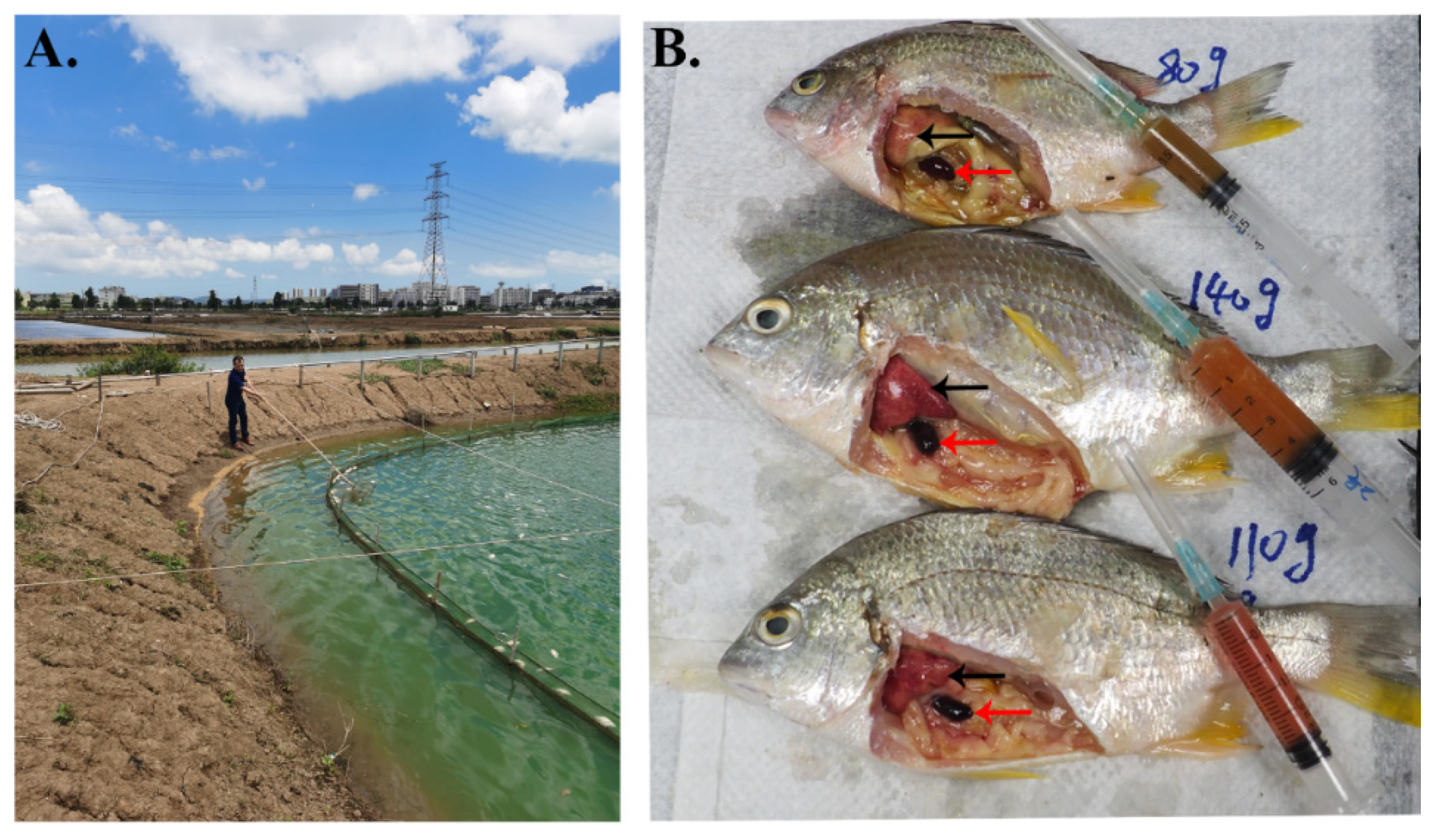 Viruses 13 01617 g001