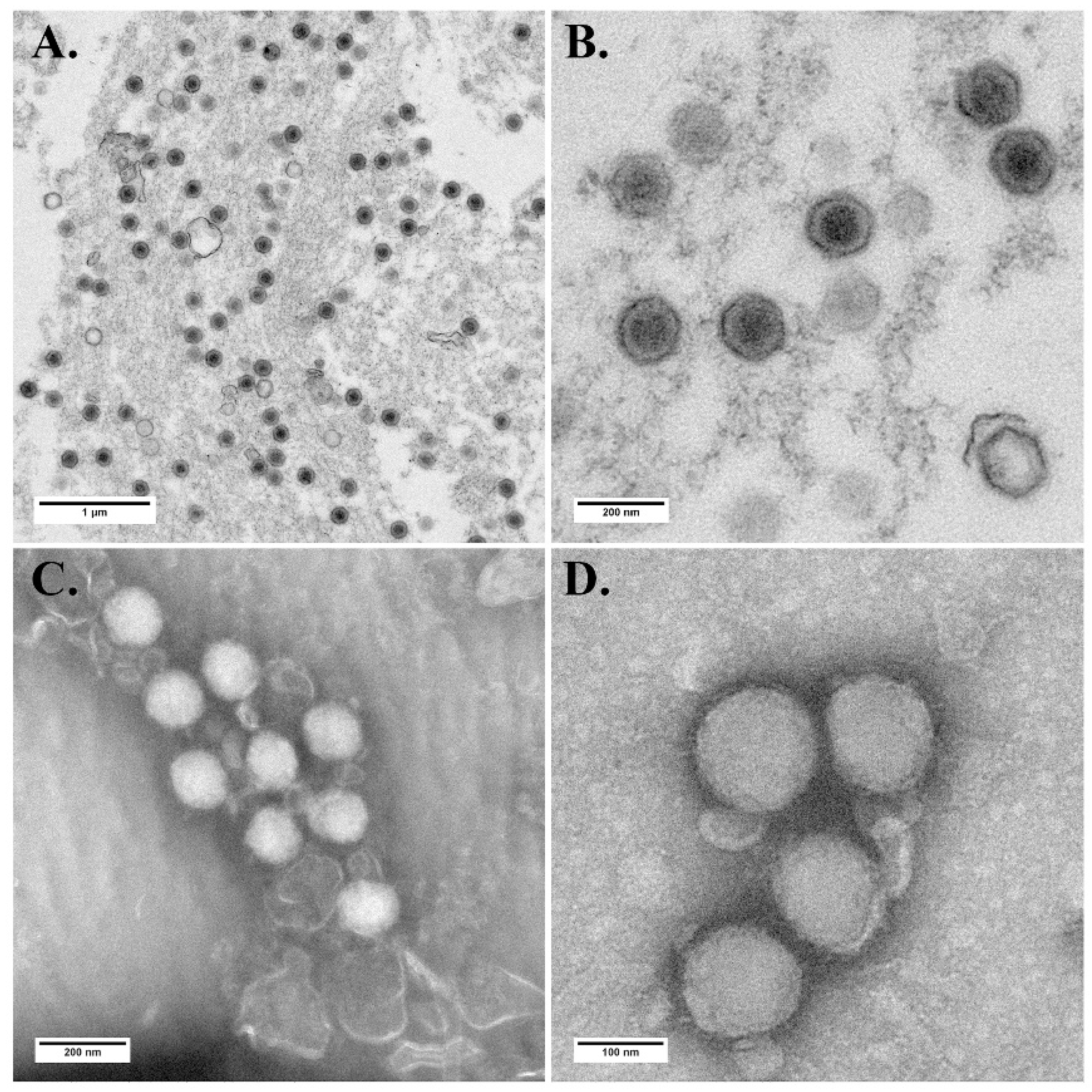 Viruses 13 01617 g003