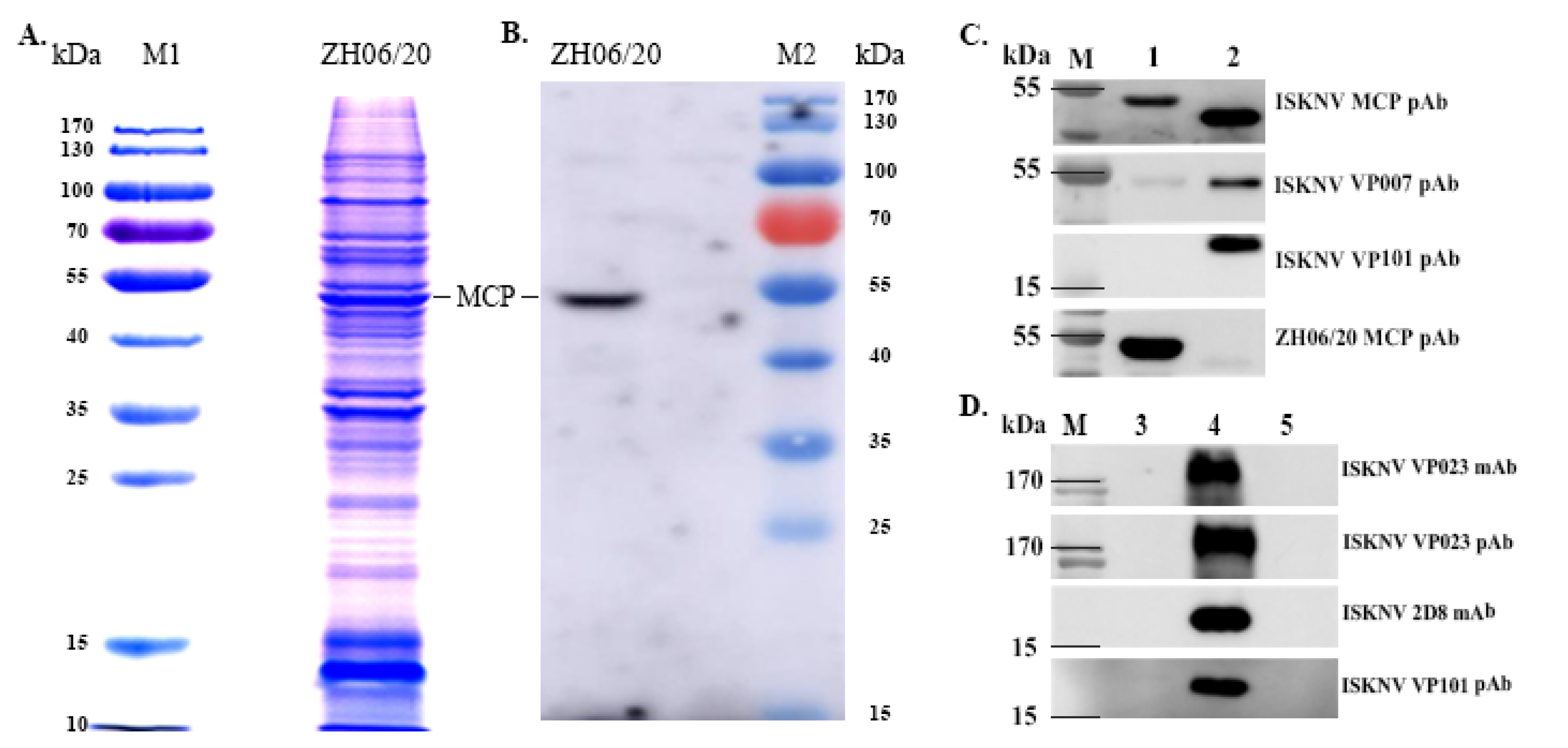 Viruses 13 01617 g006