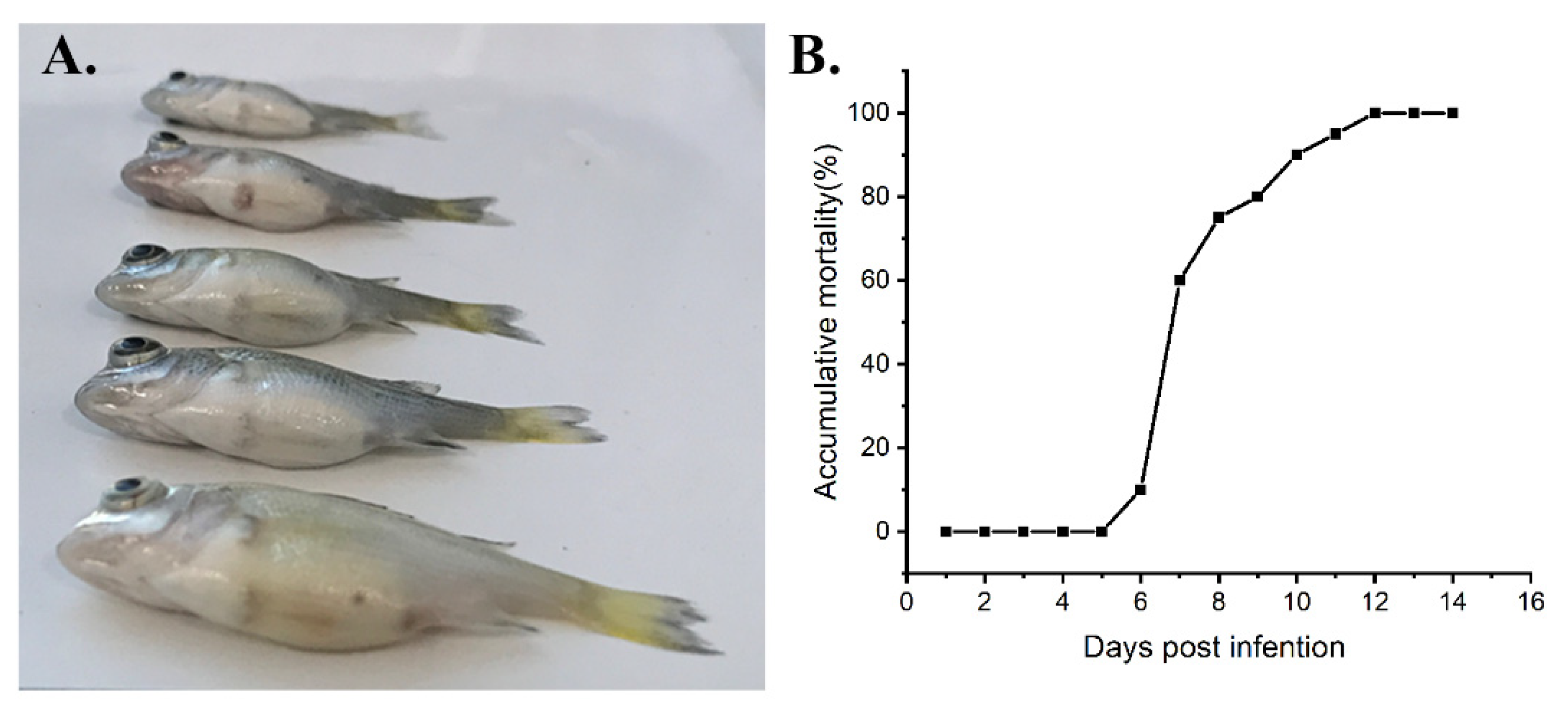 Viruses 13 01617 g007