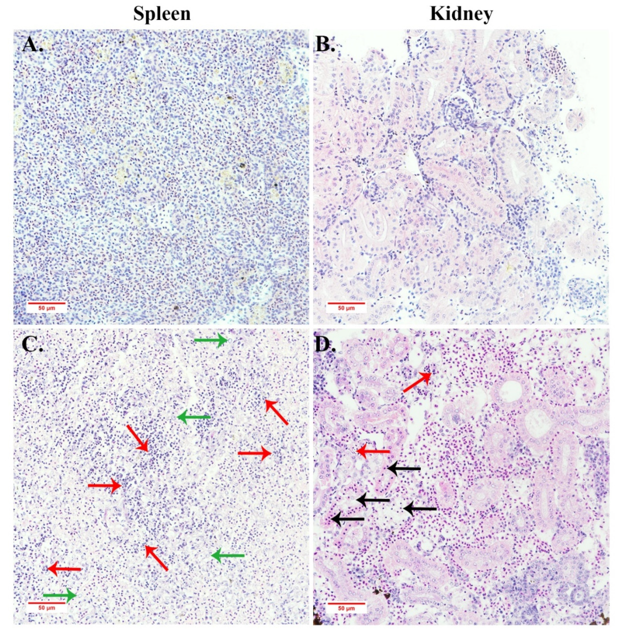 Viruses 13 01617 g008