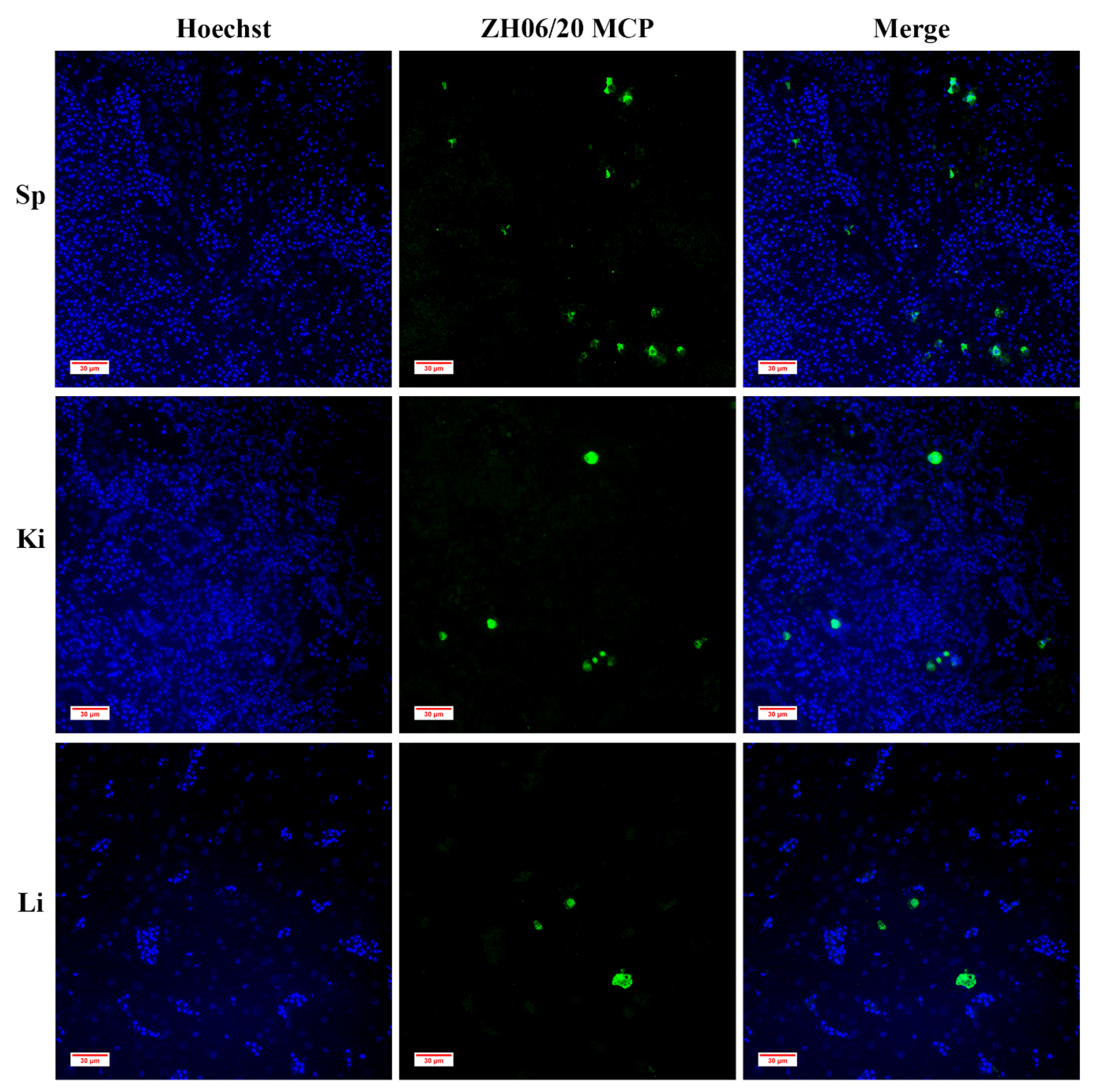 Viruses 13 01617 g009