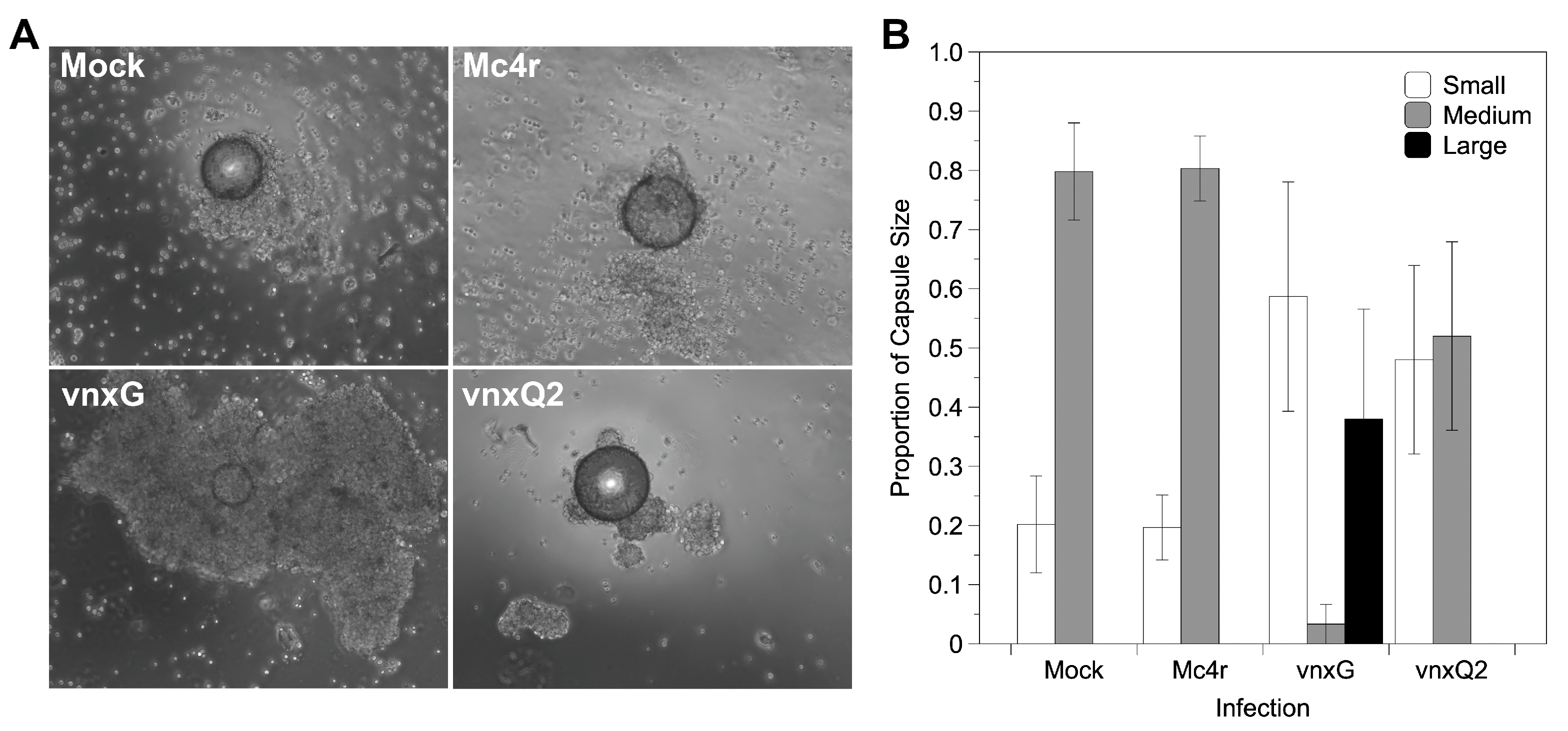 Viruses 13 01621 g006