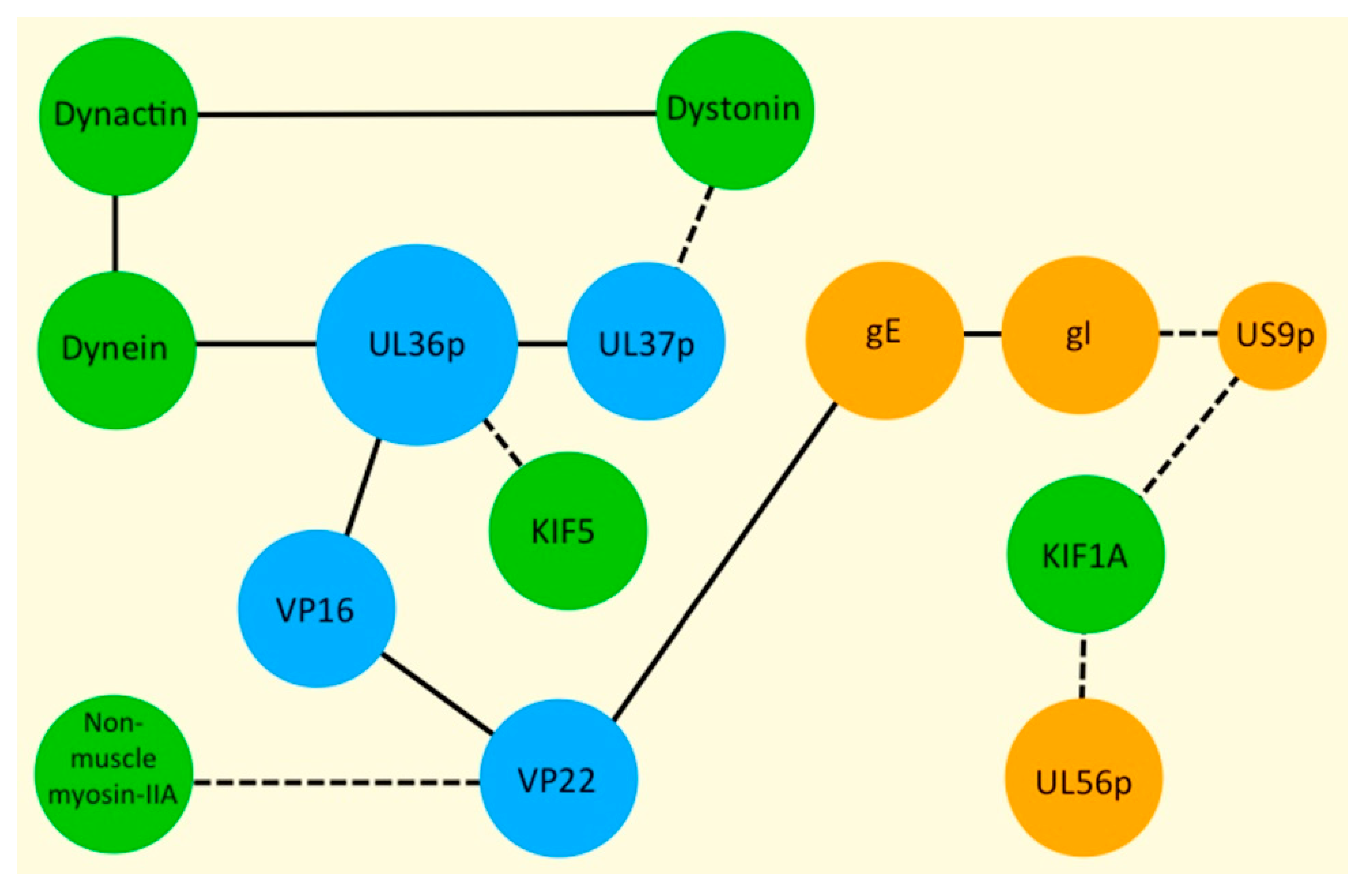 Viruses 13 01622 g001