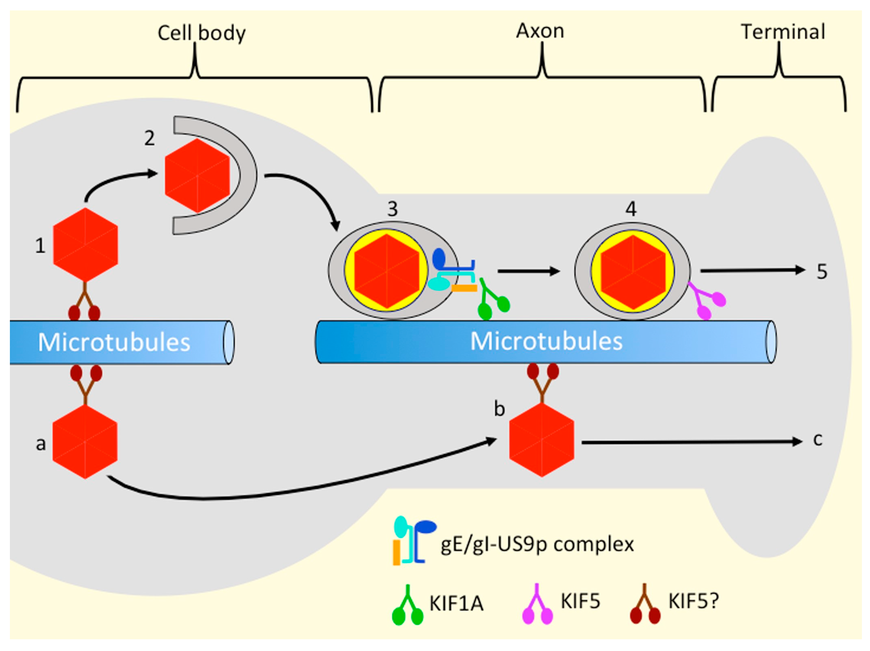 Viruses 13 01622 g003